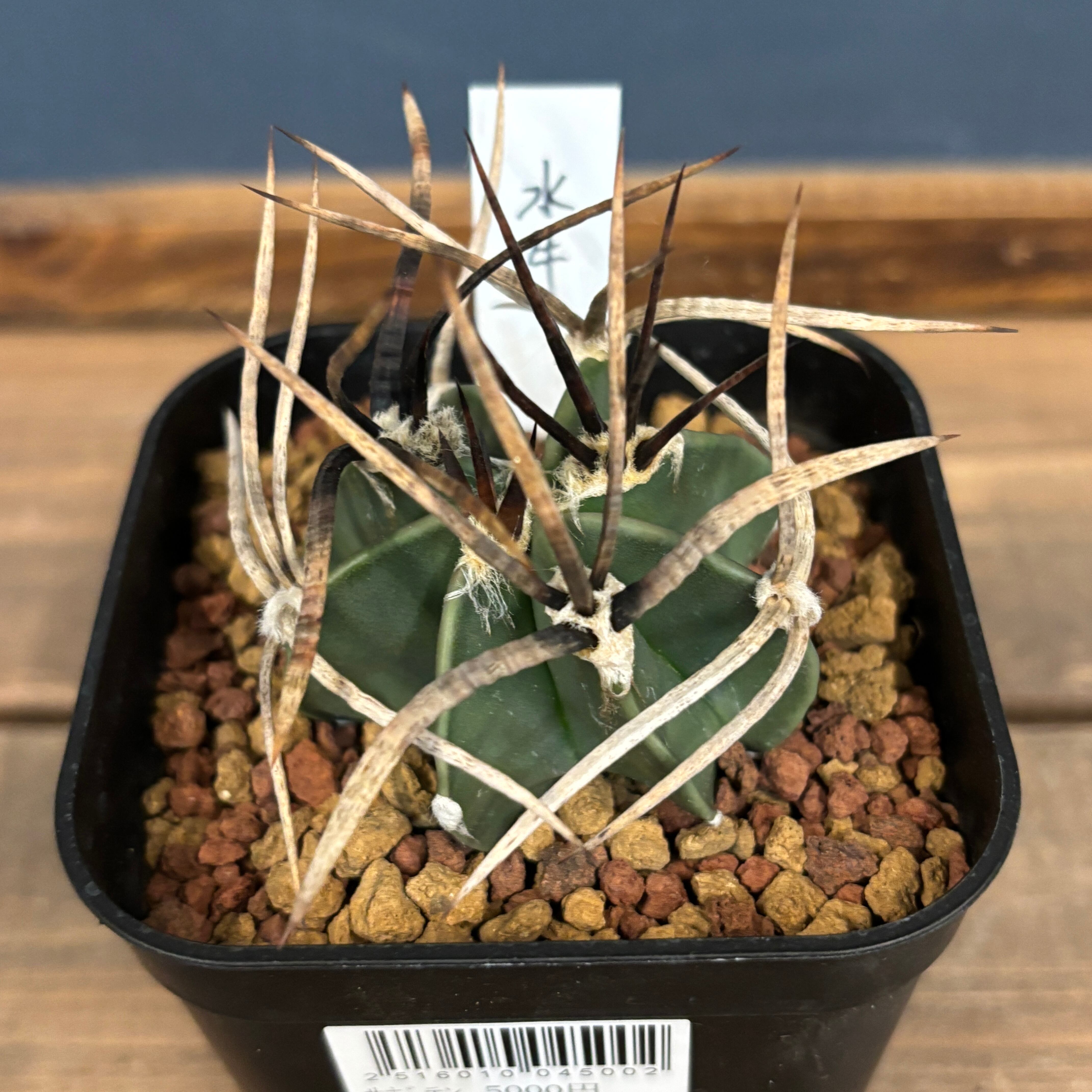 多肉植物 | PROTOLEAF プロトリーフ