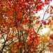 色付く紅葉　 colored autumn leaves