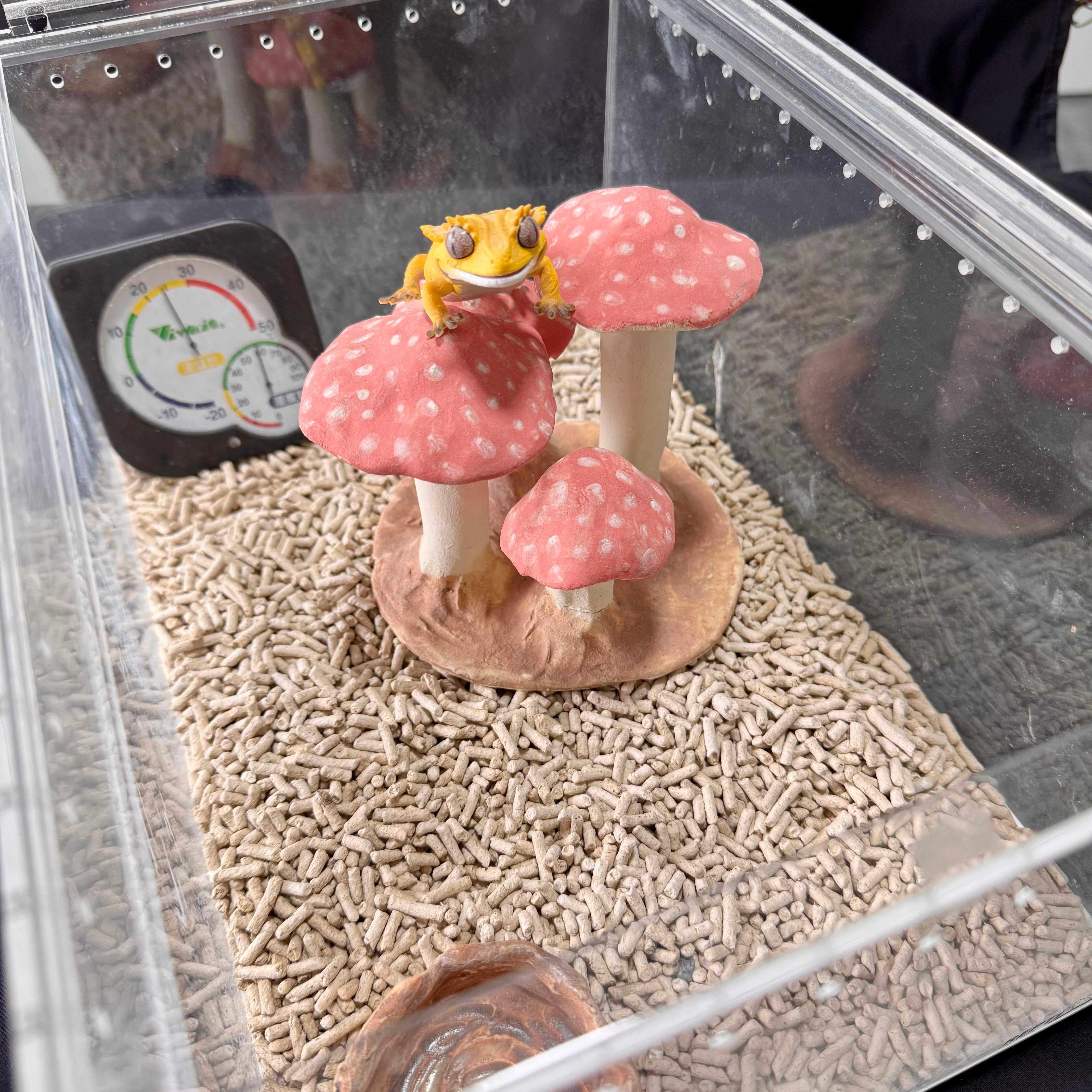 きのこ様オーダー専用ページ 爬虫類用キノコシェルター | ガラダ堂 garadadou