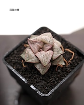 【セットC ハオルチア 5種】ハオルチア 花葵/ハオルチア 月影/ハオルチア 田島の春 他