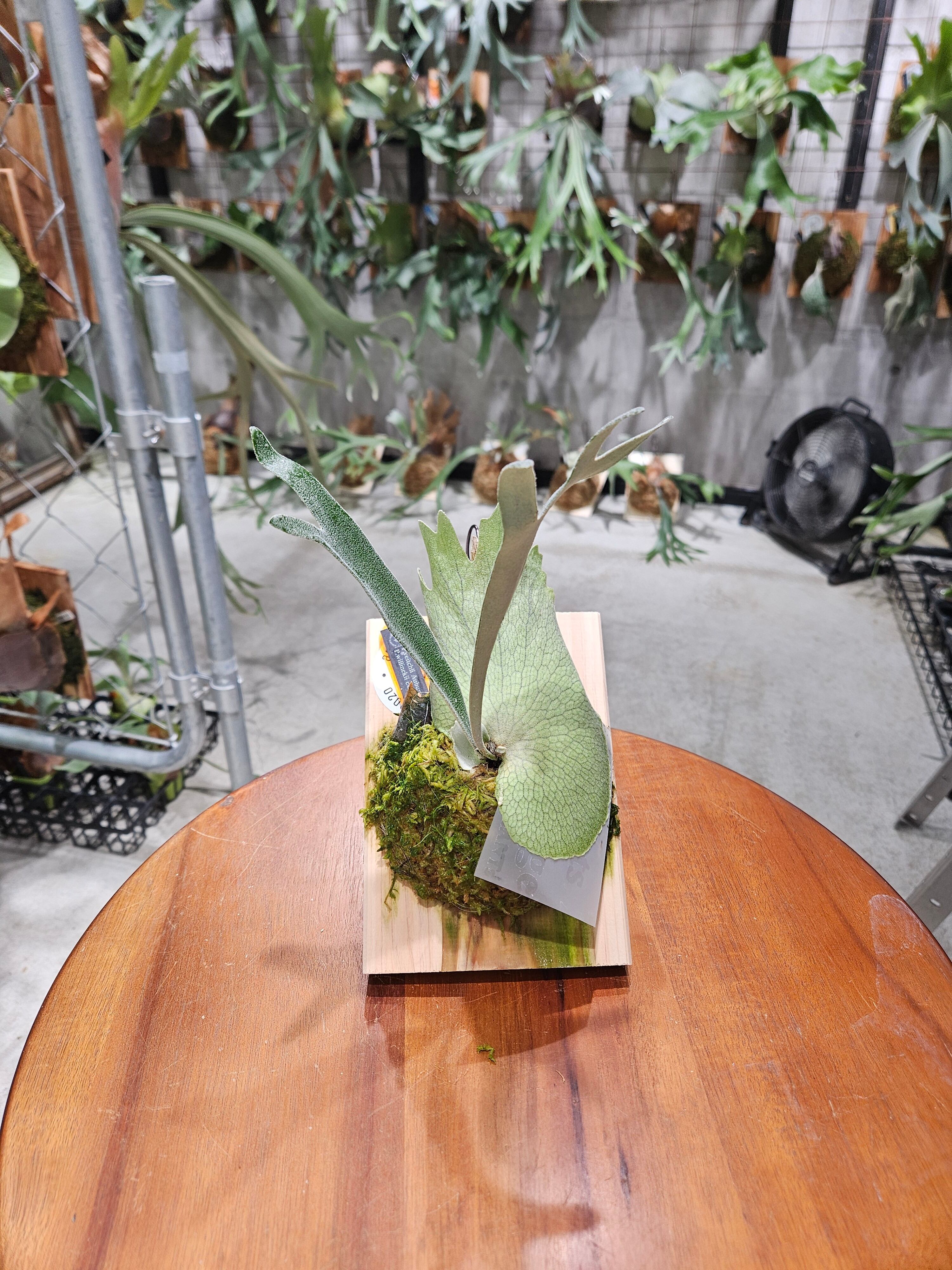 ビカクシダ | artPLANTs （アートプランツ）