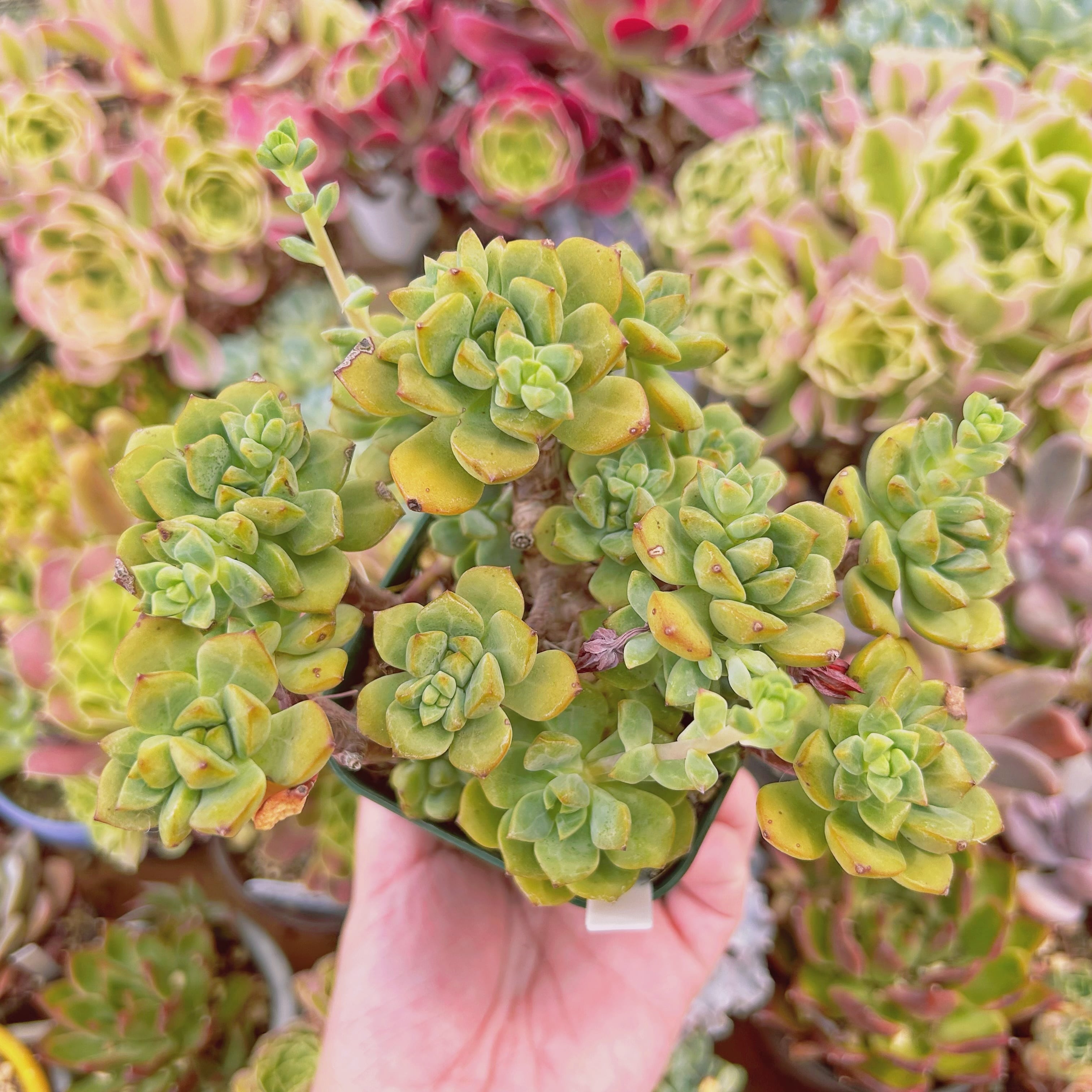 多肉植物 255現物 多肉植物 スピア 特大 | るる農園~多肉植物専門