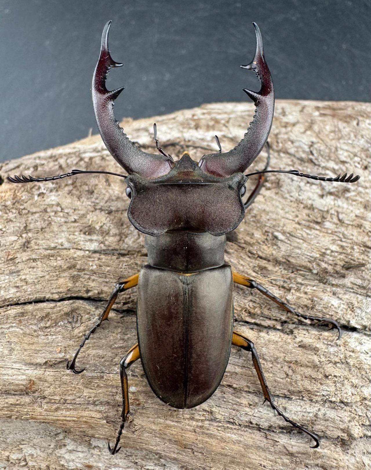 【WD】大型《フォントミヤマクワガタ 61mm ペア》①