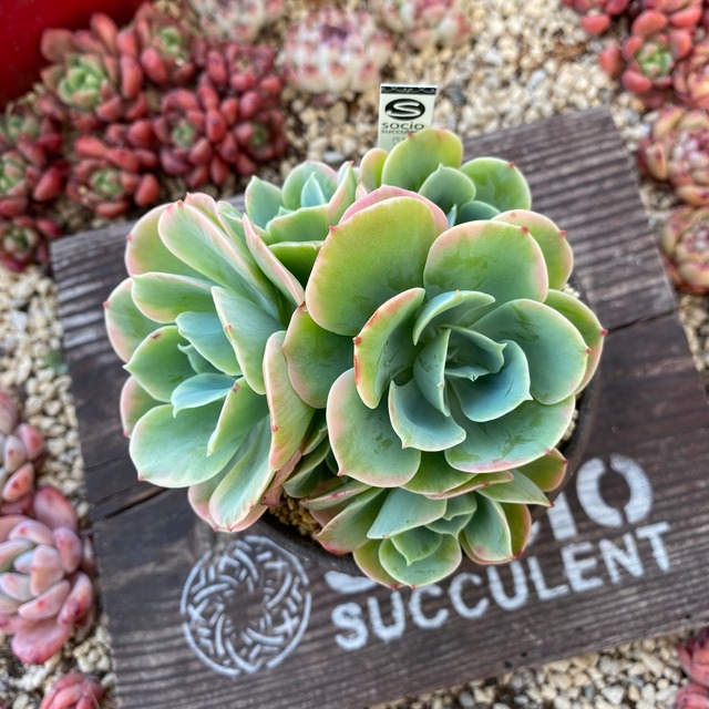 socio⭐︎ピンクエース錦群生