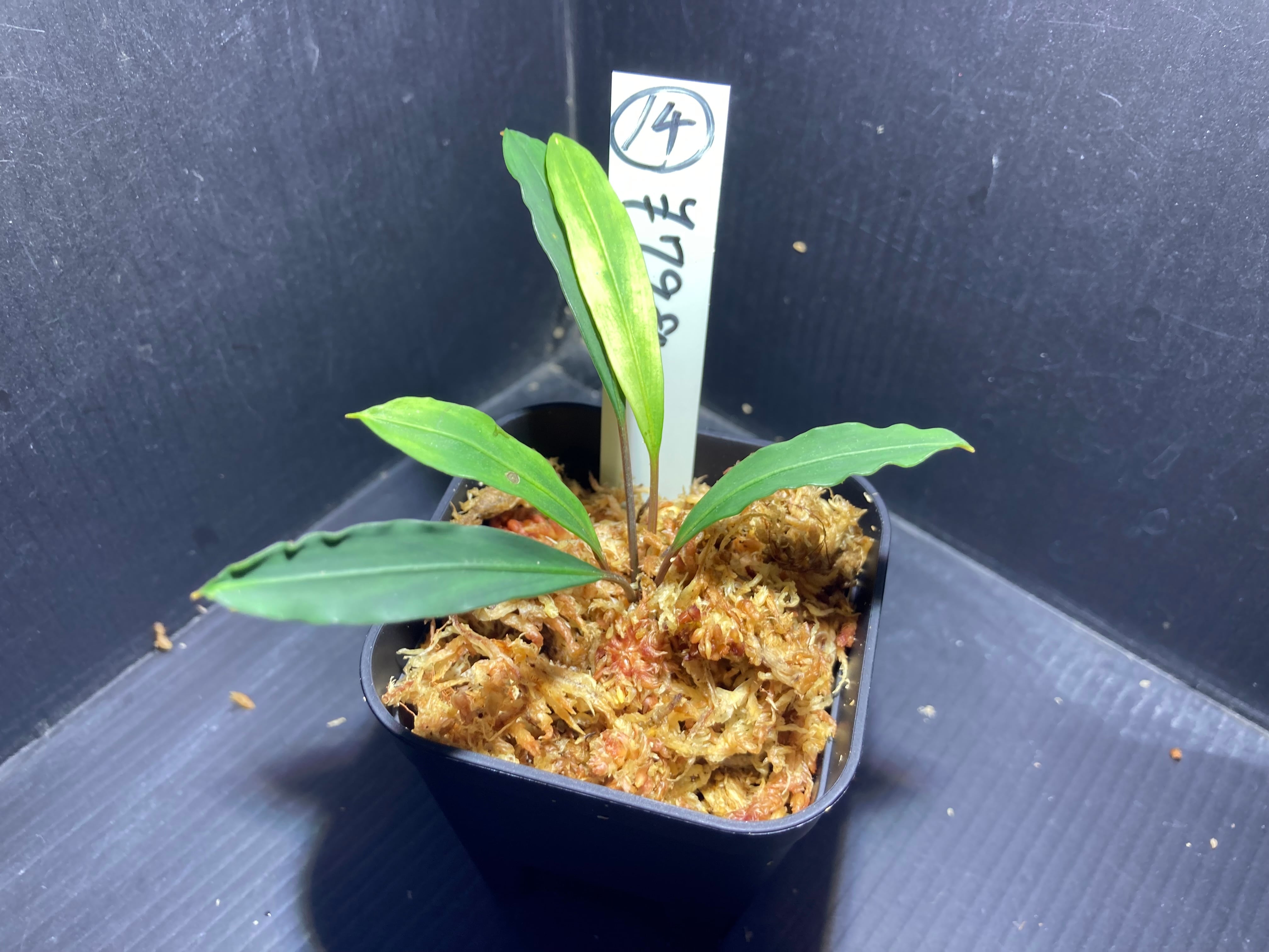 ブセファランドラ | AquaFocus