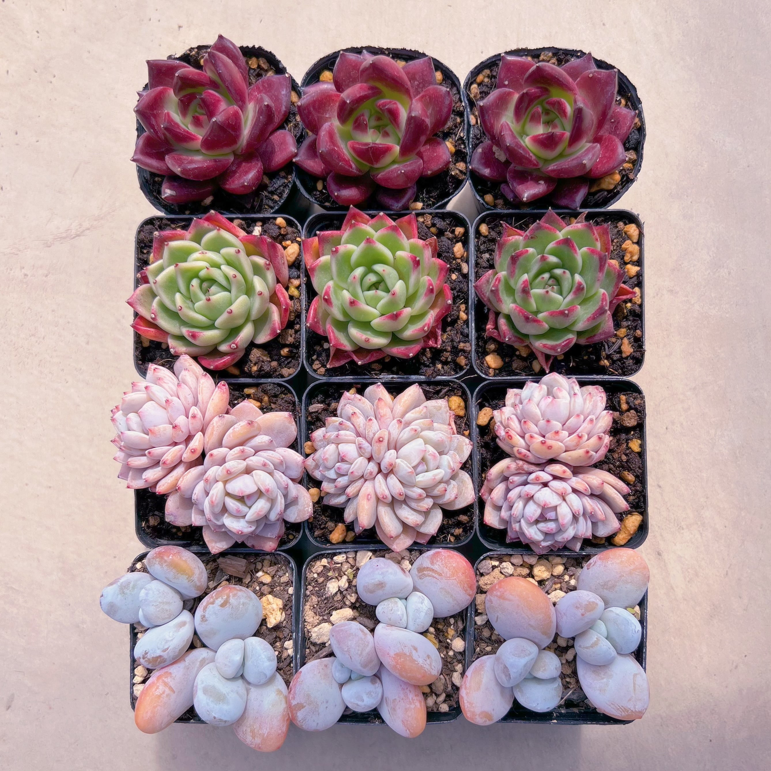 BASE販売会セットH