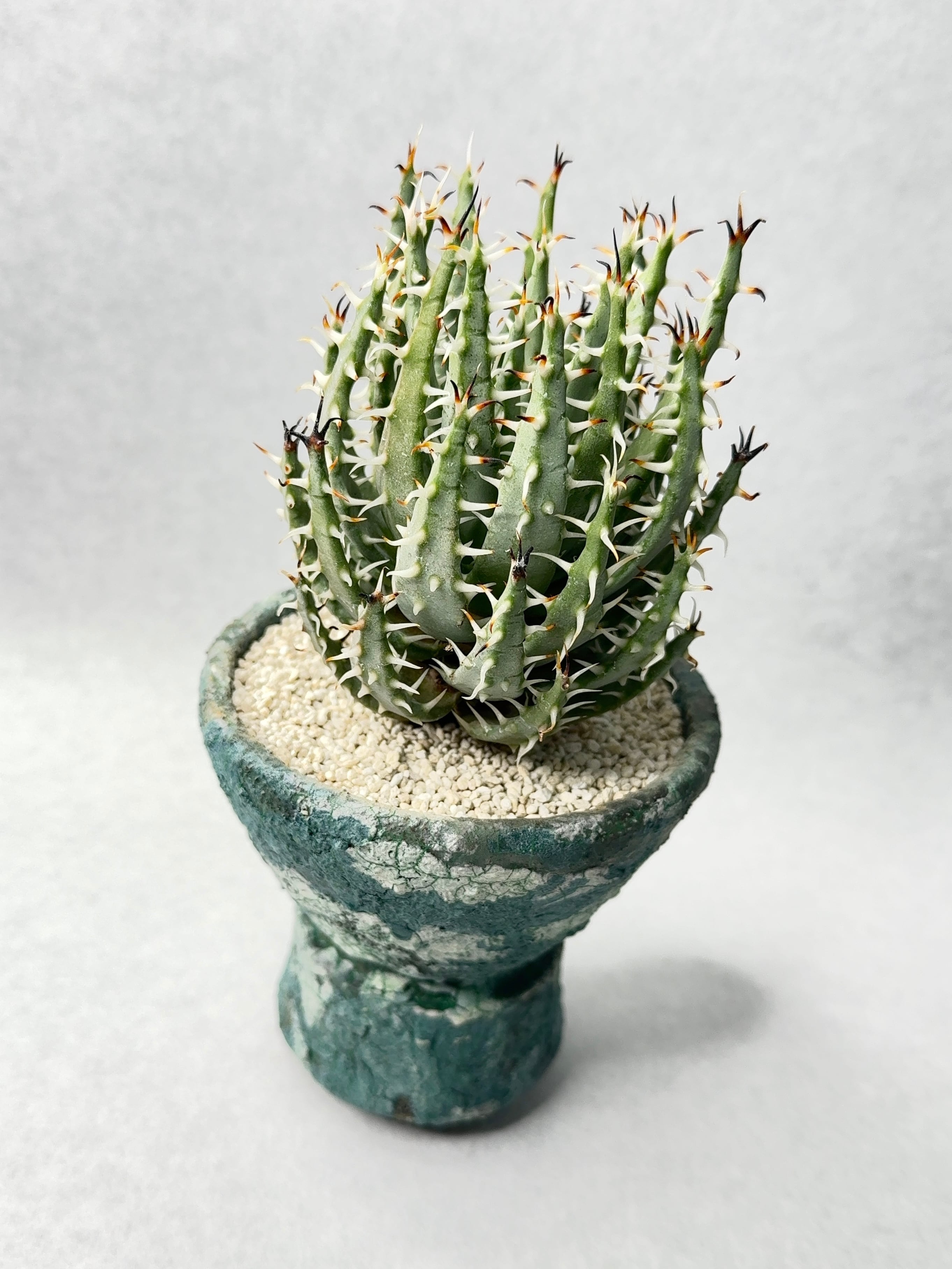 アロエ・エリナケア | trigger アロエ・エリナケア | trigger