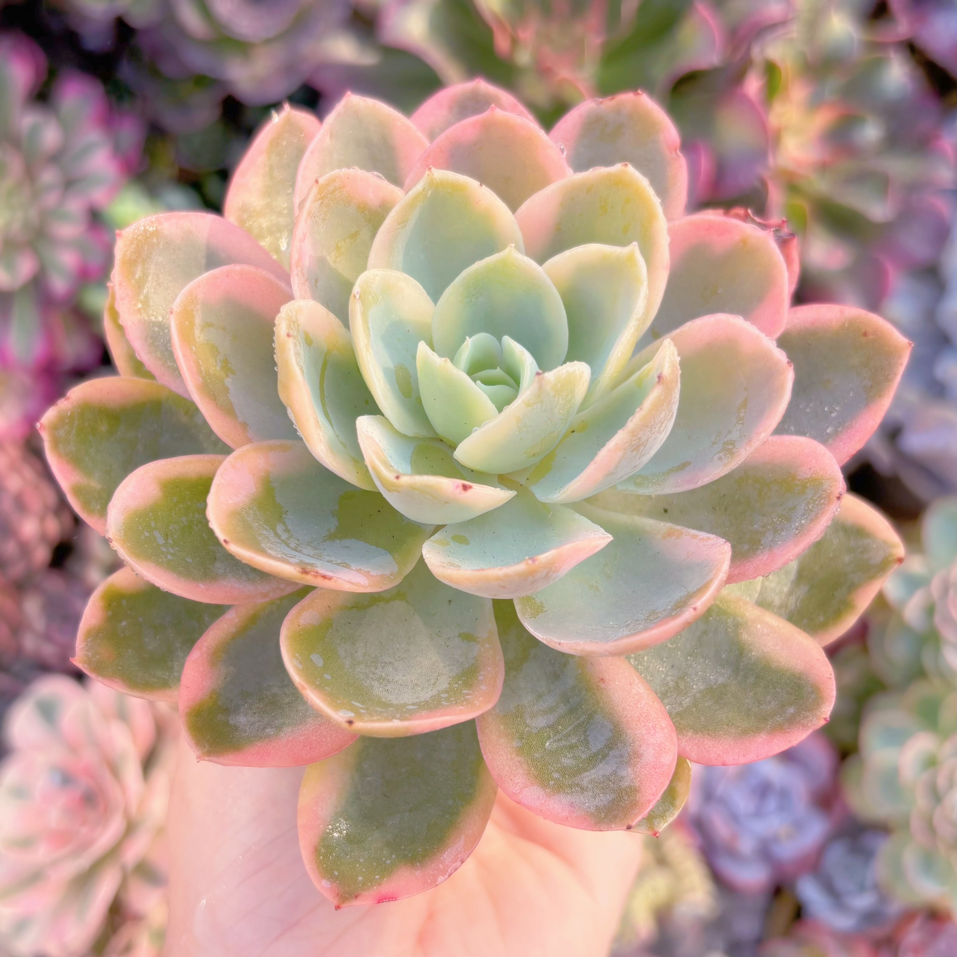多肉植物 ピンクベラ錦 新入荷 るる農園 | るる農園~多肉植物専門