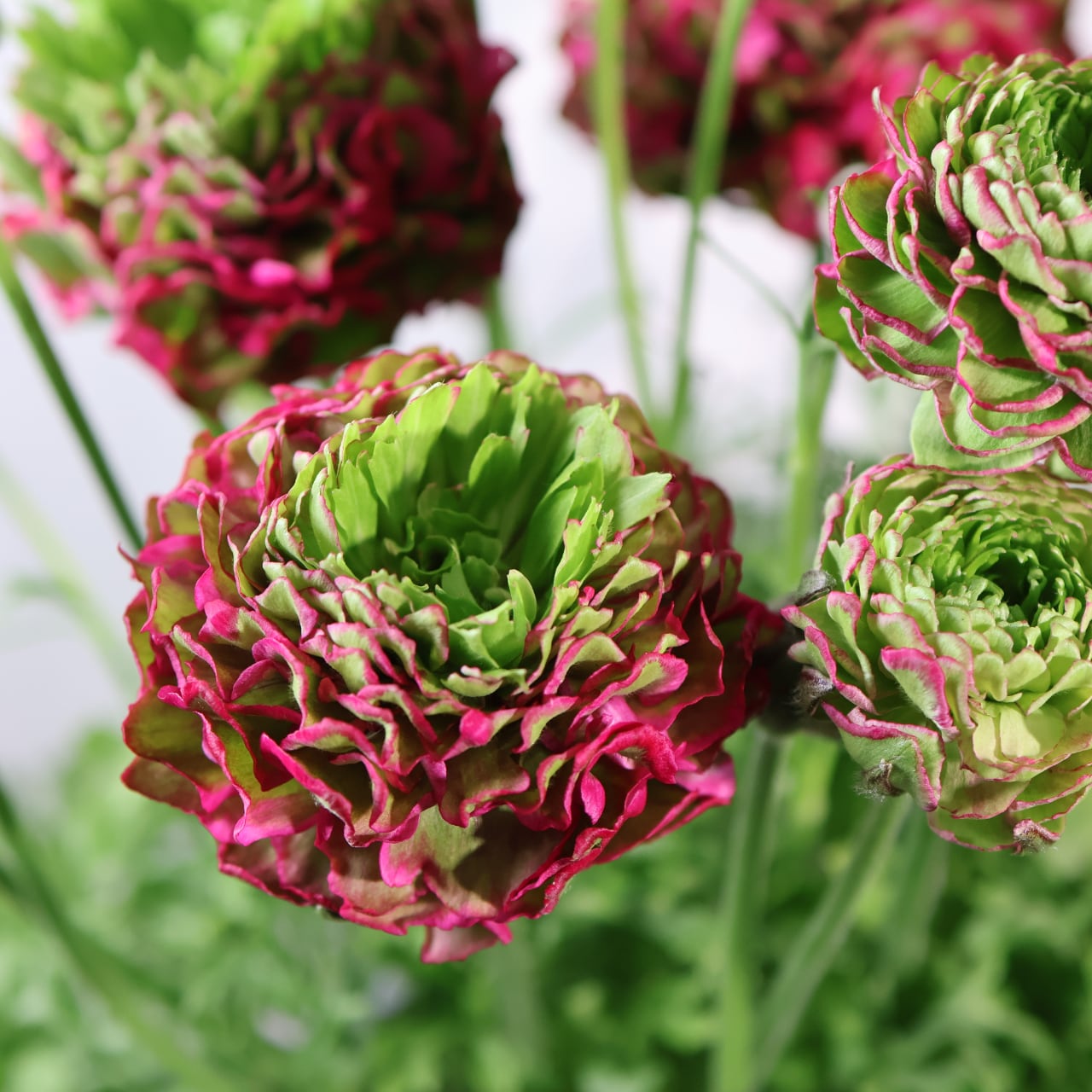 ALL ITEM | MARX PLANTS | 観葉植物・多肉植物・塊根植物