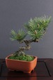 盆栽 松 Pinetree Bonsai #29（鉢変更）