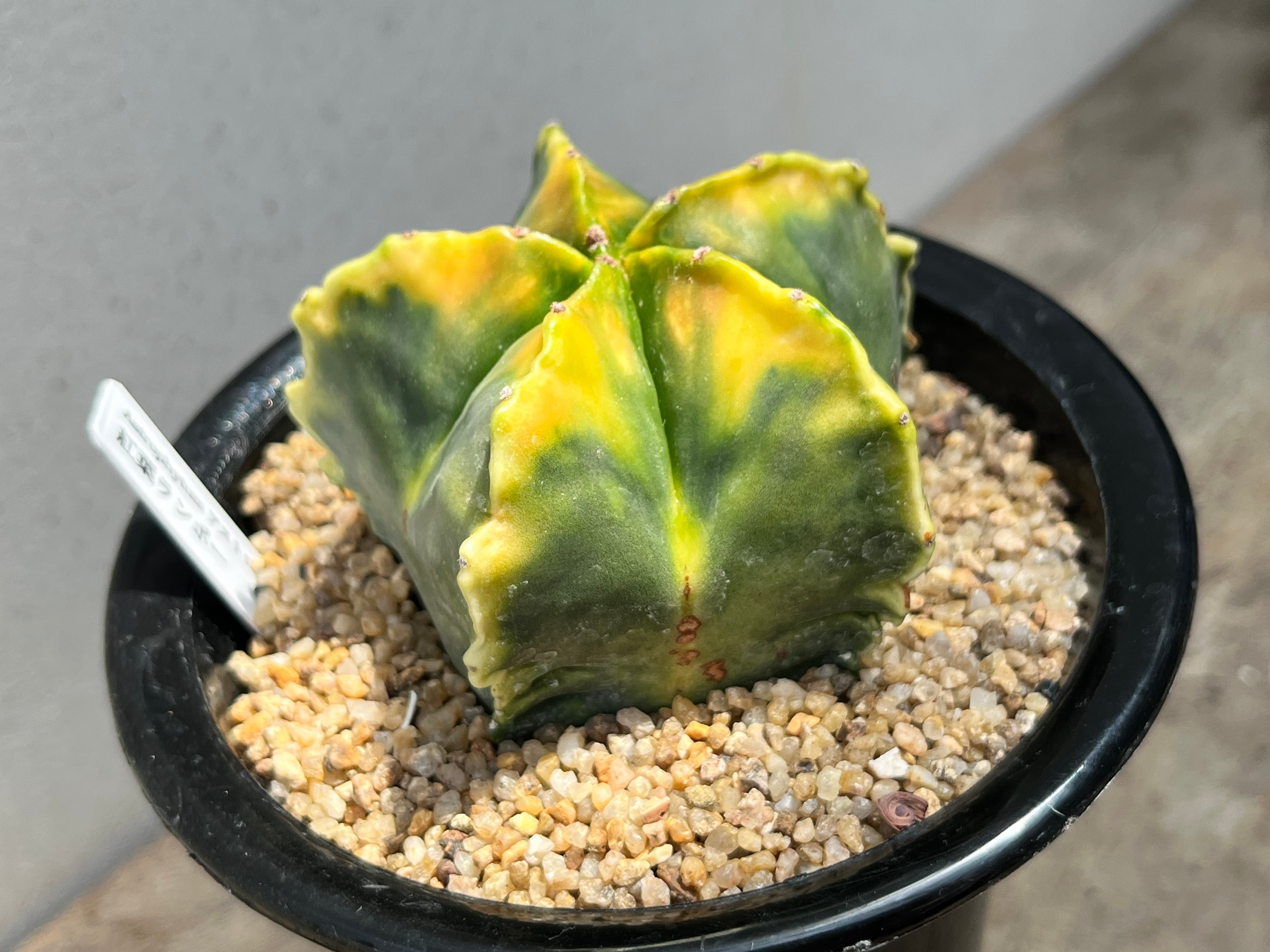 大型、斑入り 紅葉亀甲ヘキラン 実生 特大 紅葉 亀甲 ヘキラン 肋骨