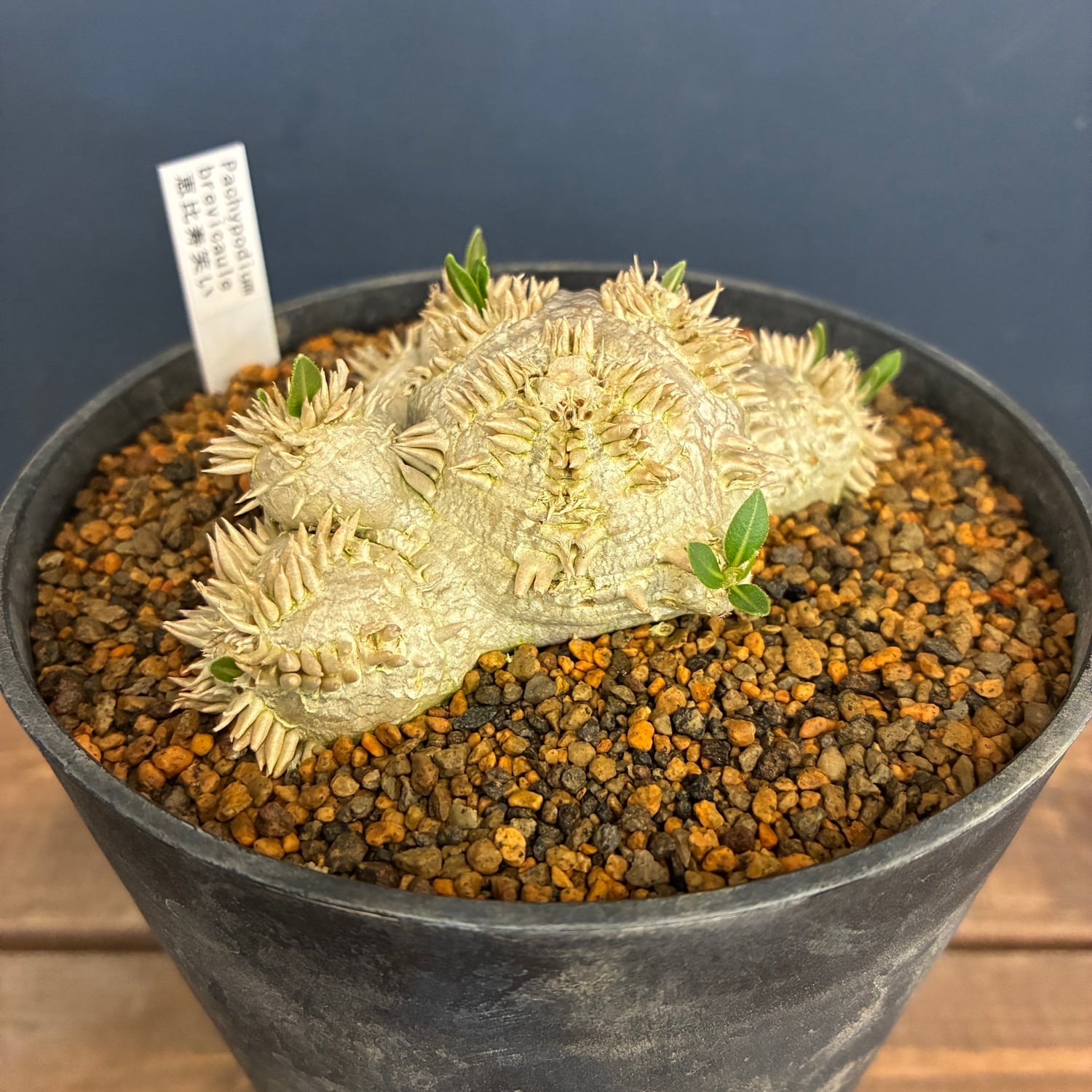 【実生15年／開花株】 パキポディウム・ブレビカウレ 大株・陶器鉢付き 新着3日限定10%OFF】パキポディウム ブレビカウレ(恵比寿笑い)【136