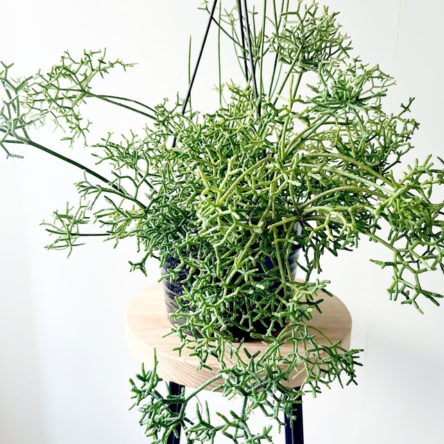 リプサリス ケレウスクラ 特大苗 観葉植物 吊り下げ calm cafe