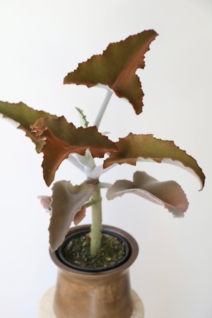 カランコエ ベハレンシス/Kalanchoe behalensis ※マンゴーポット