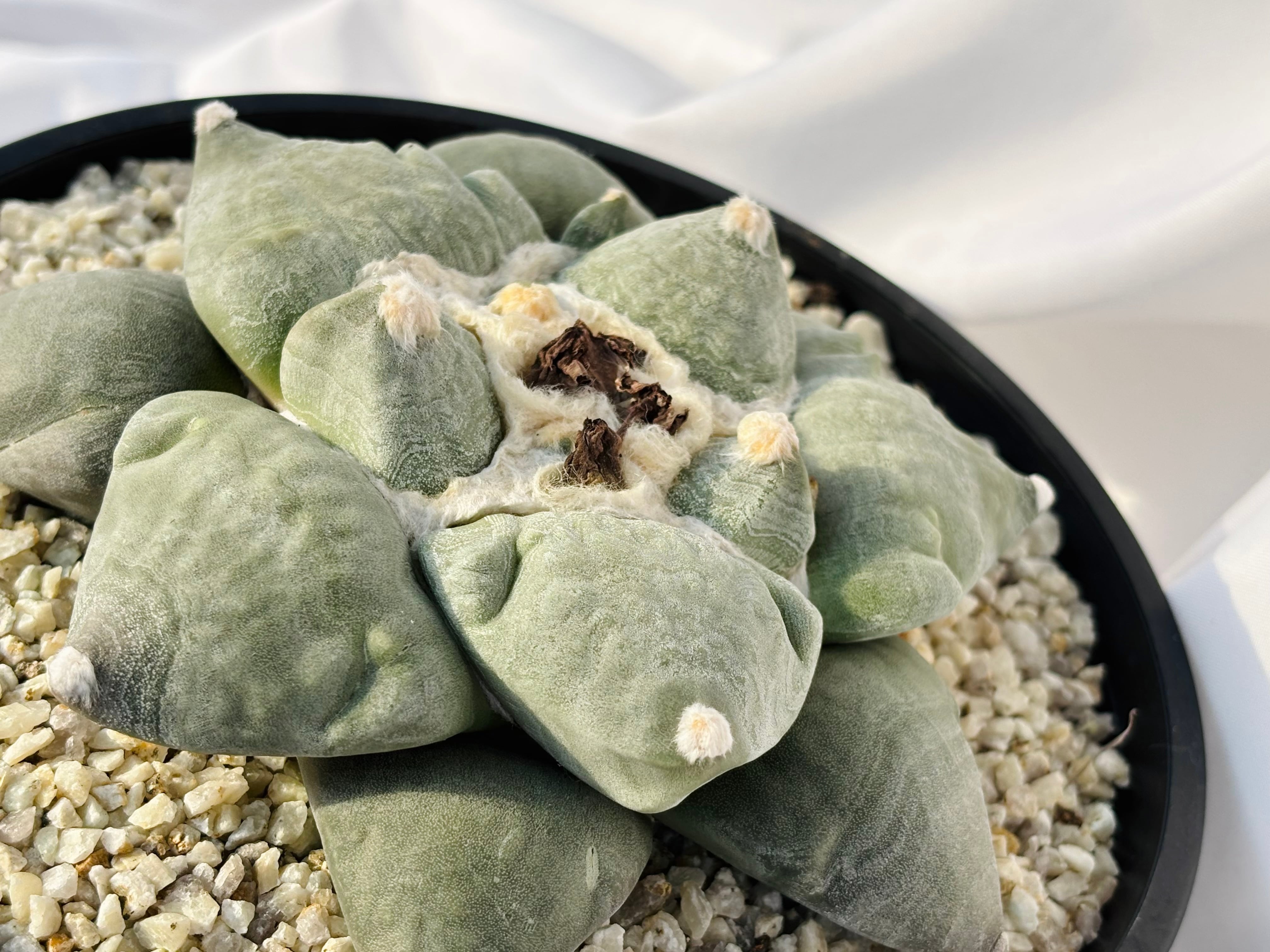 Ariocarpus furfuraceus f. アリオカルプス 大蓮葵×大疣青磁牡丹