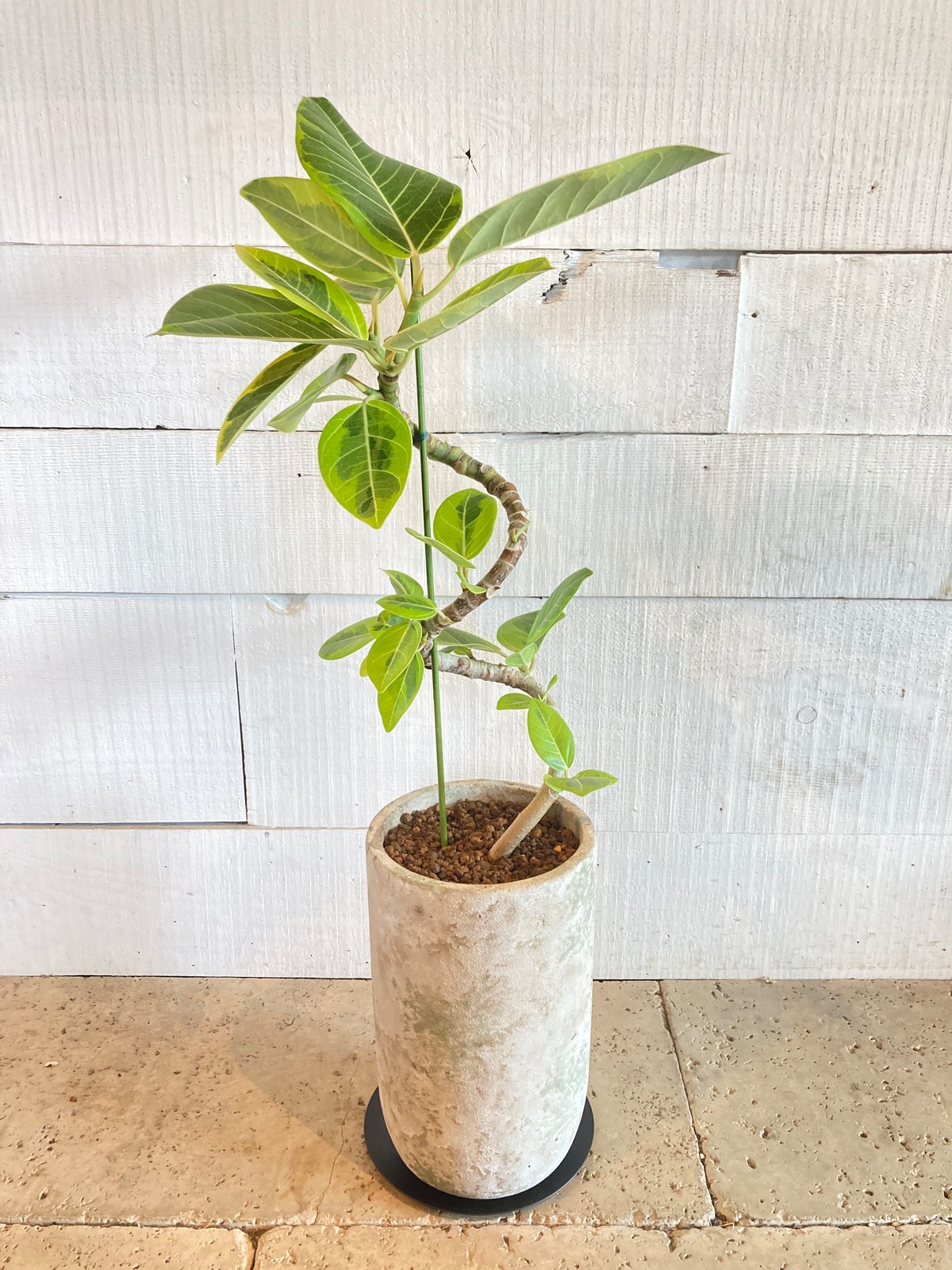 フィカス・アルテシマ（セメント鉢入り）※Φ14.5×H68cm | Botanical56