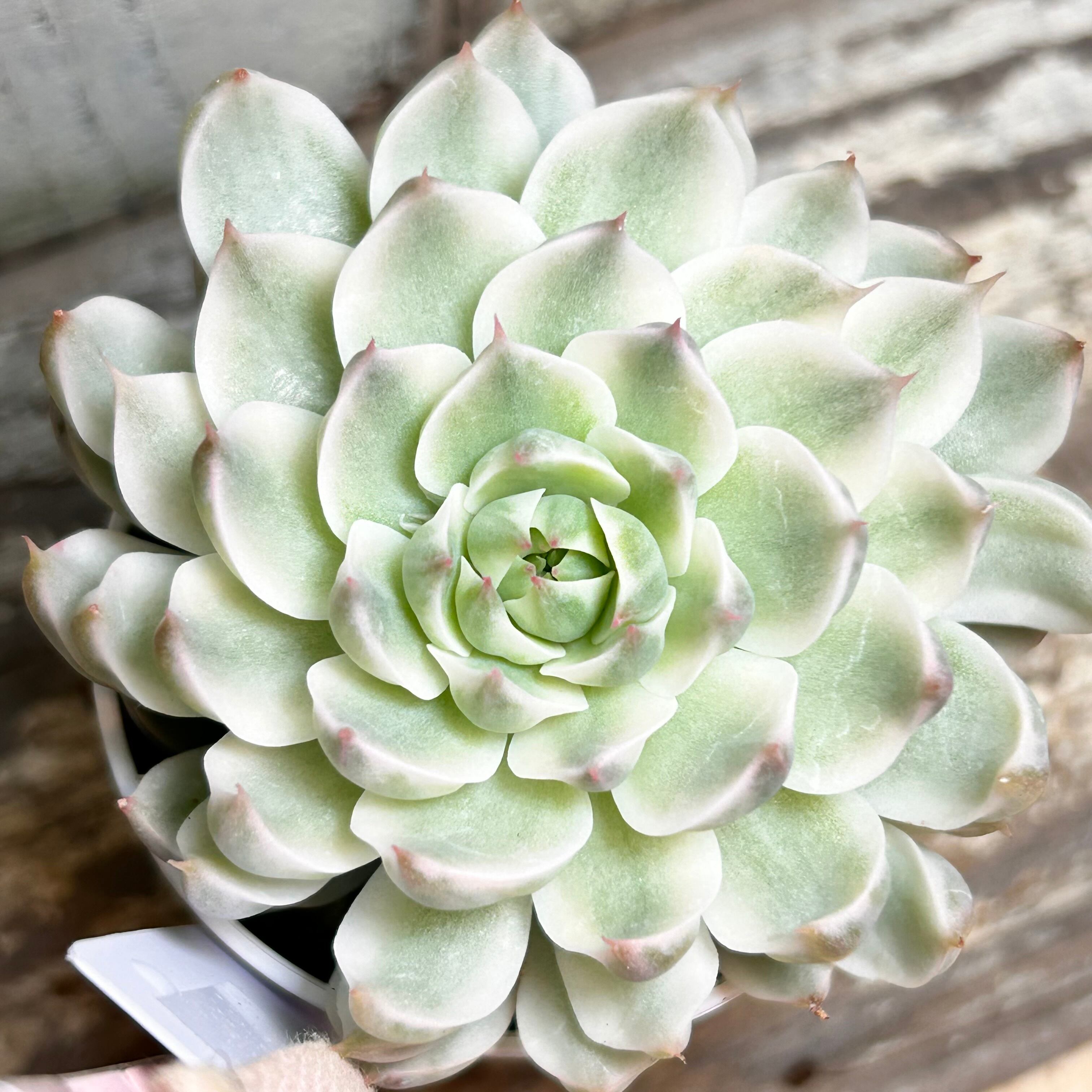 錦 | RuPo 多肉植物専門店