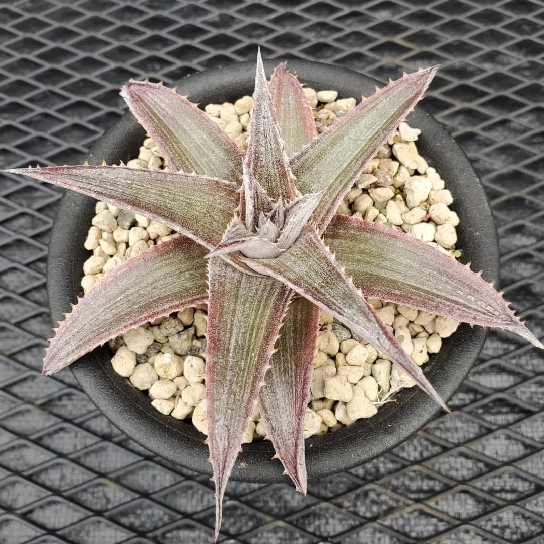 F00551_Dyckia 'Wasabi' (BCR:13644)：ディッキア・ワサビ（子株