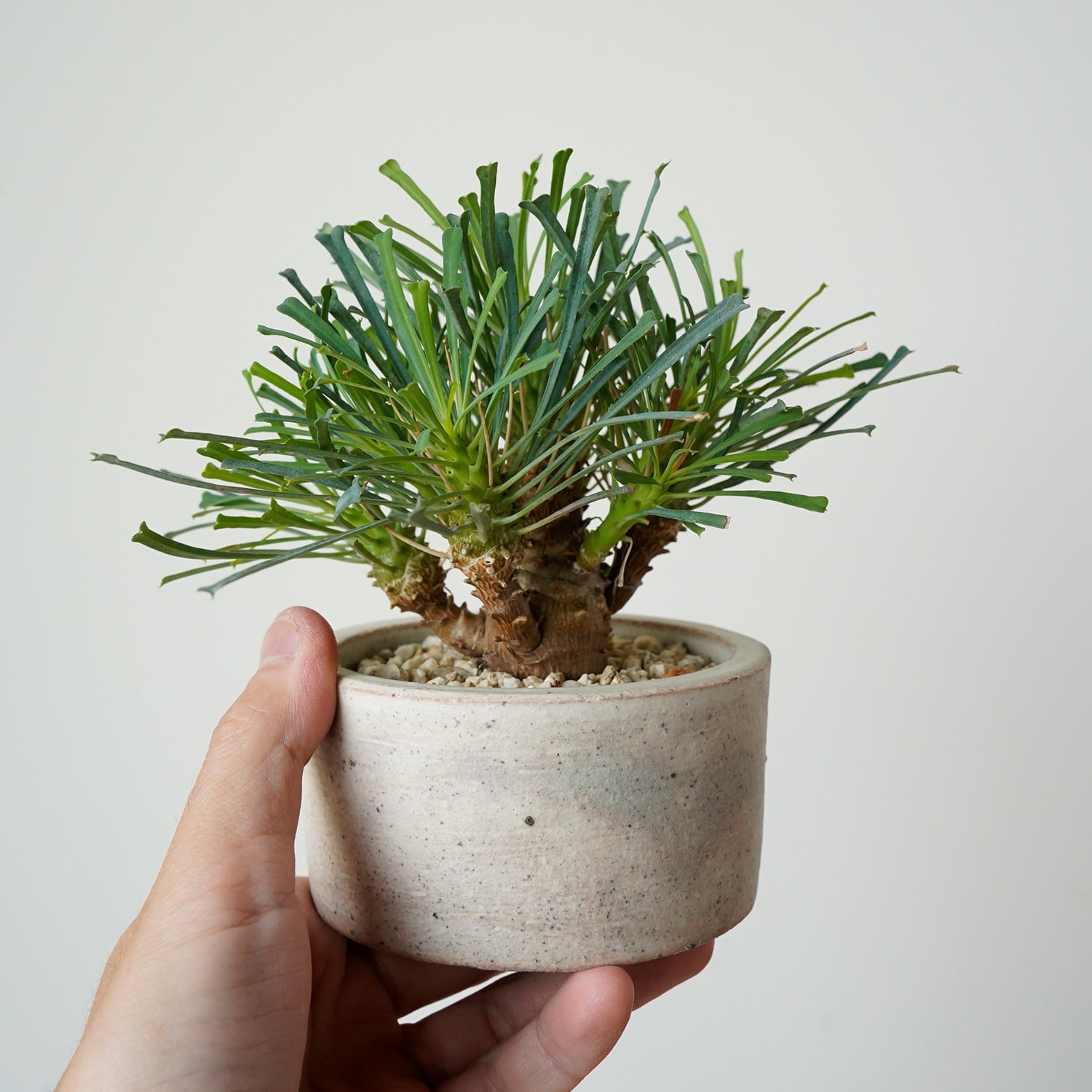 アナナス 松笠 5号 吊り 日陰 | AYANAS（アヤナス）｜観葉植物のセレクトショップ・通販