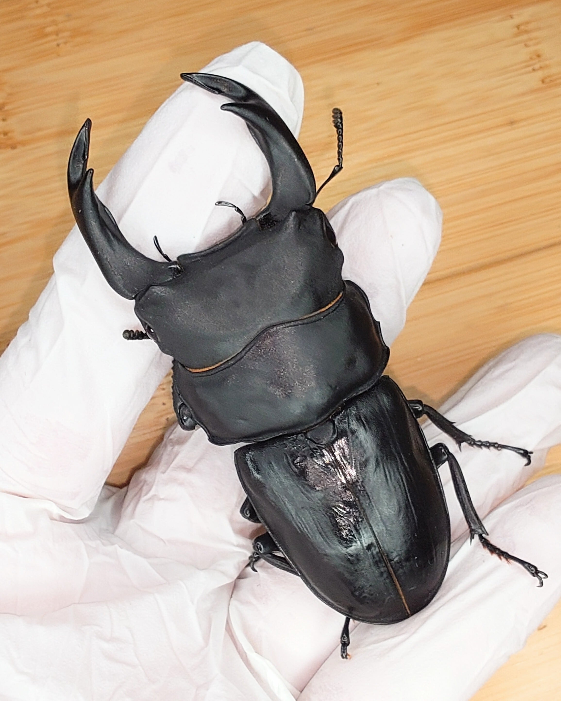 オオクワガタ 標本 死虫 能勢YG血統 脅威の88.8ミリ！ cf733c818fb5597f028088f300e5c6