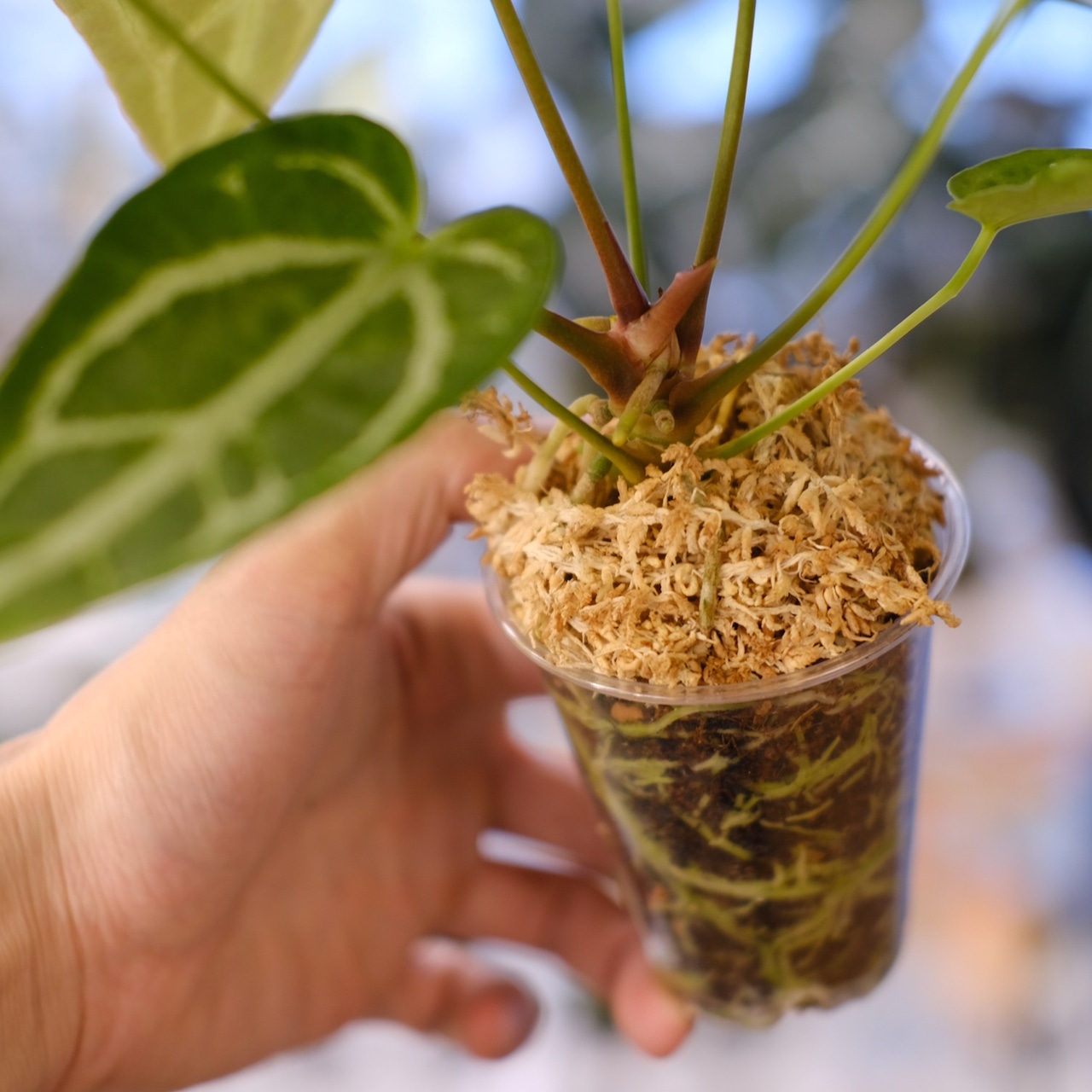 アンスリウム クリスタリナム × マグニフィカム⑤ / Anthurium