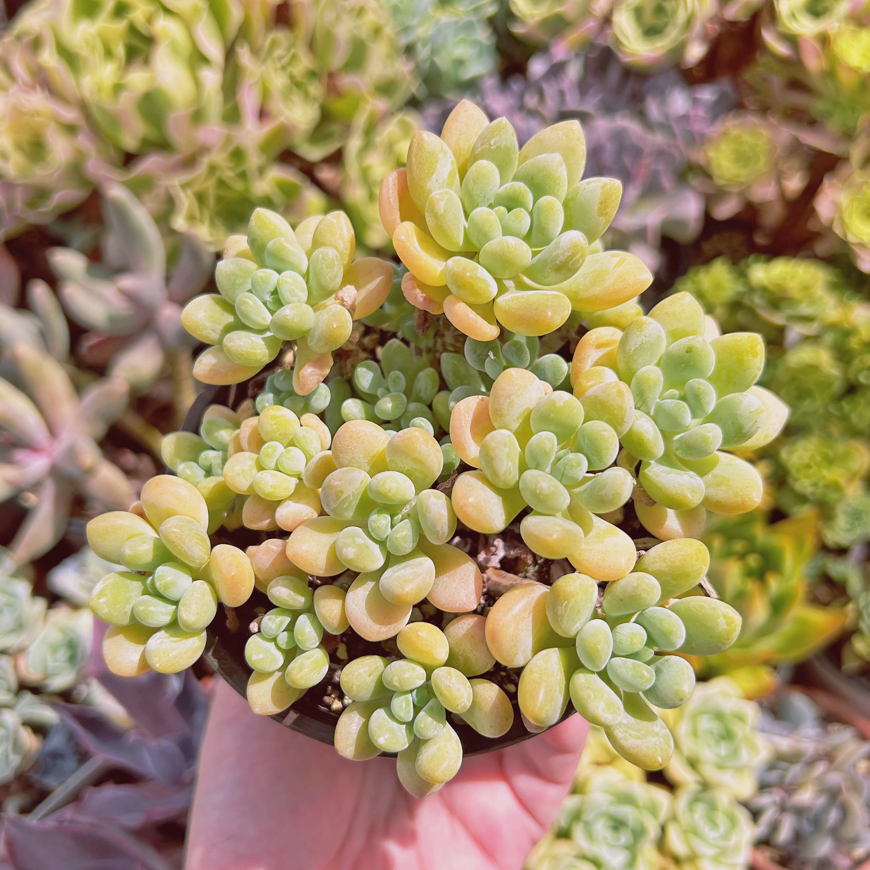 #1174現物　多肉植物　ストロベリーミルク　抜き苗