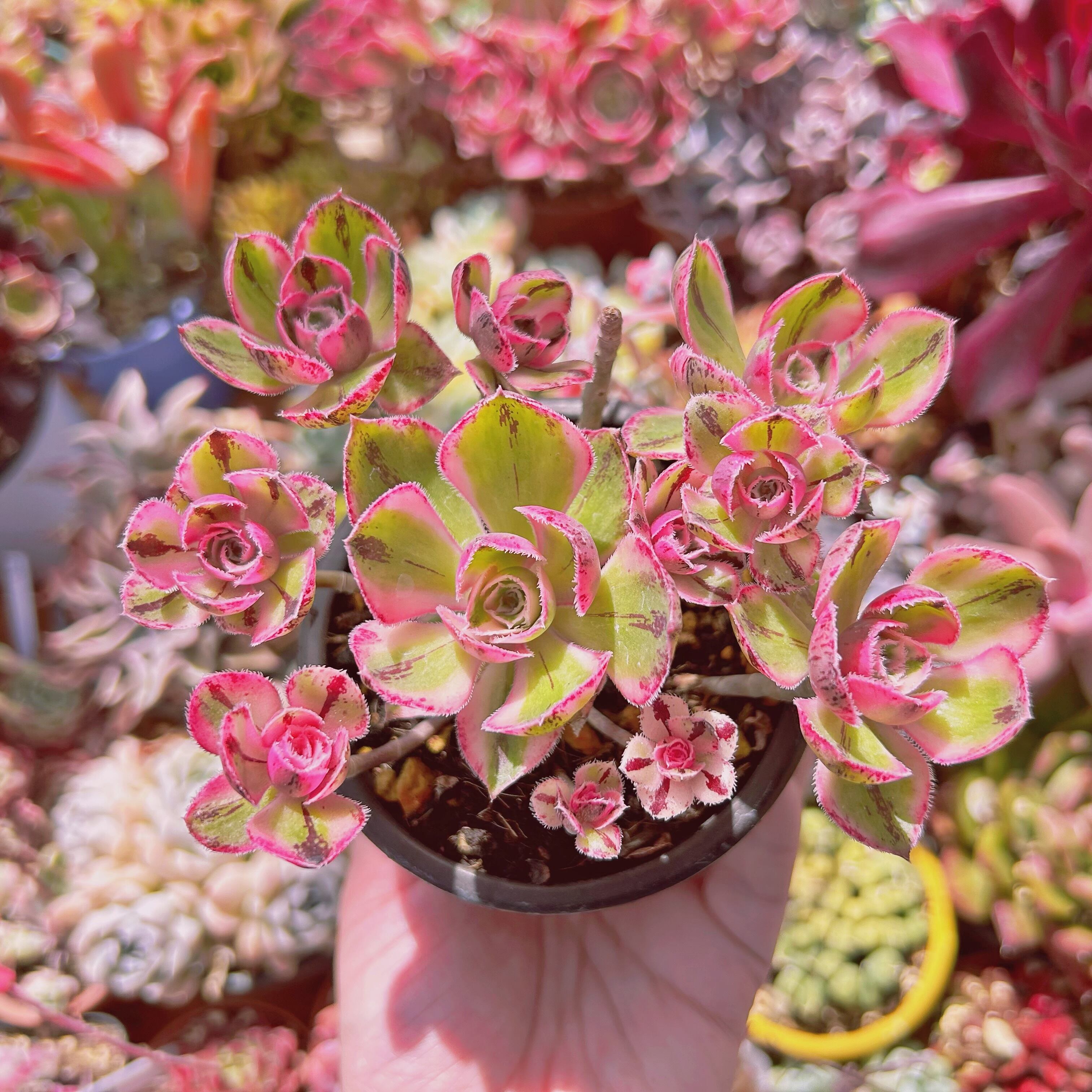 現物 多肉植物 ロスコープ錦 抜き苗 | るる農園~多肉植物専門