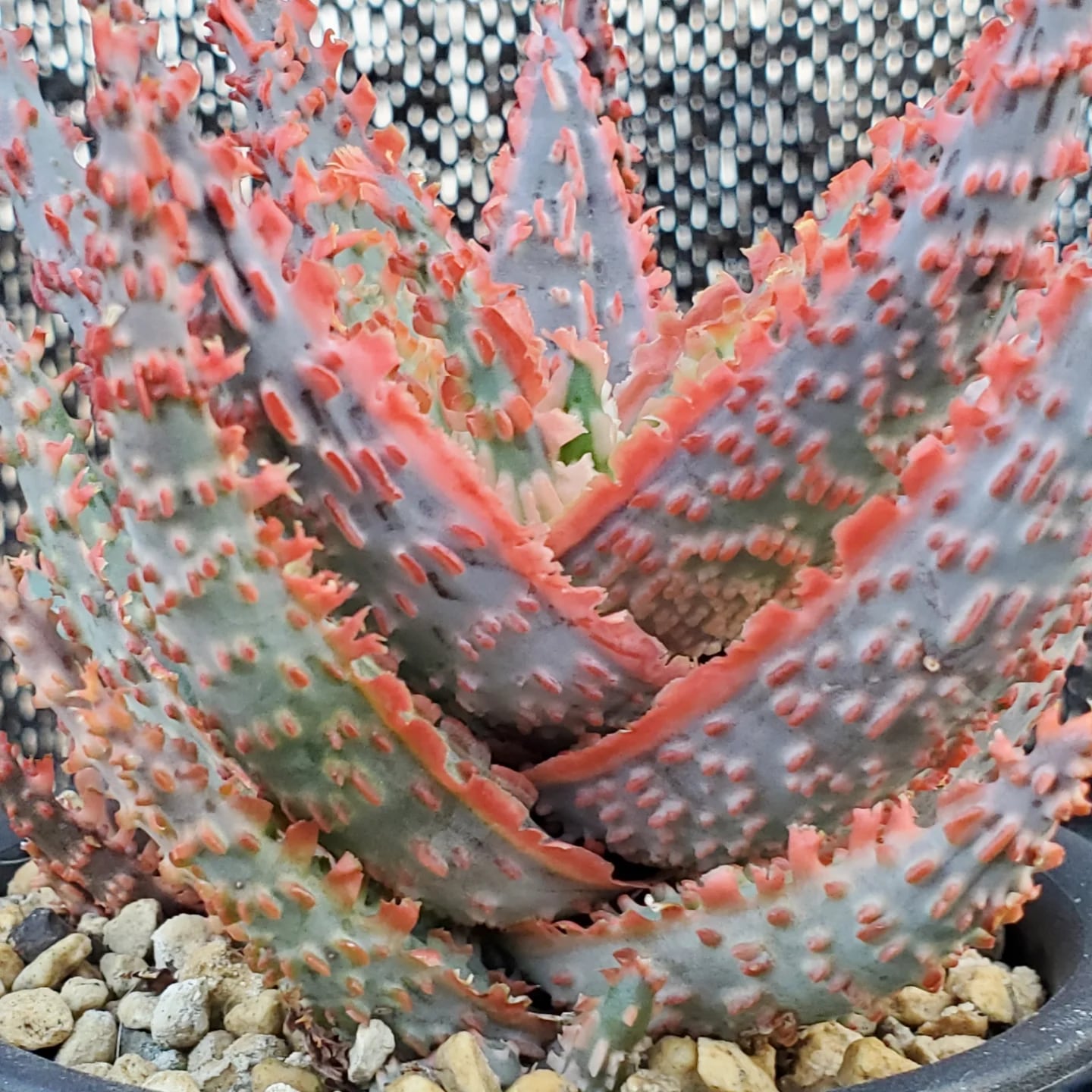 F00385_Aloe Hybrid：アロエ・ハイブリッド（子株） | レアプランツ