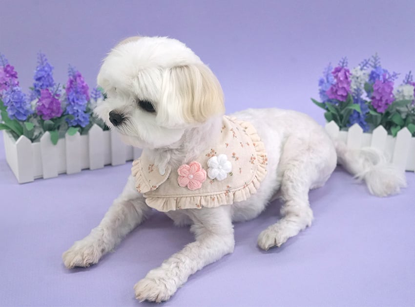 romantic cape & cap set 2color / 犬用 帽子 ケープ バンダナ スカーフ アクセサリー ドッグウェア ペット用 cap 被り物 パーティー インスタ映え お出かけ お揃い 撮影会 キャップハット