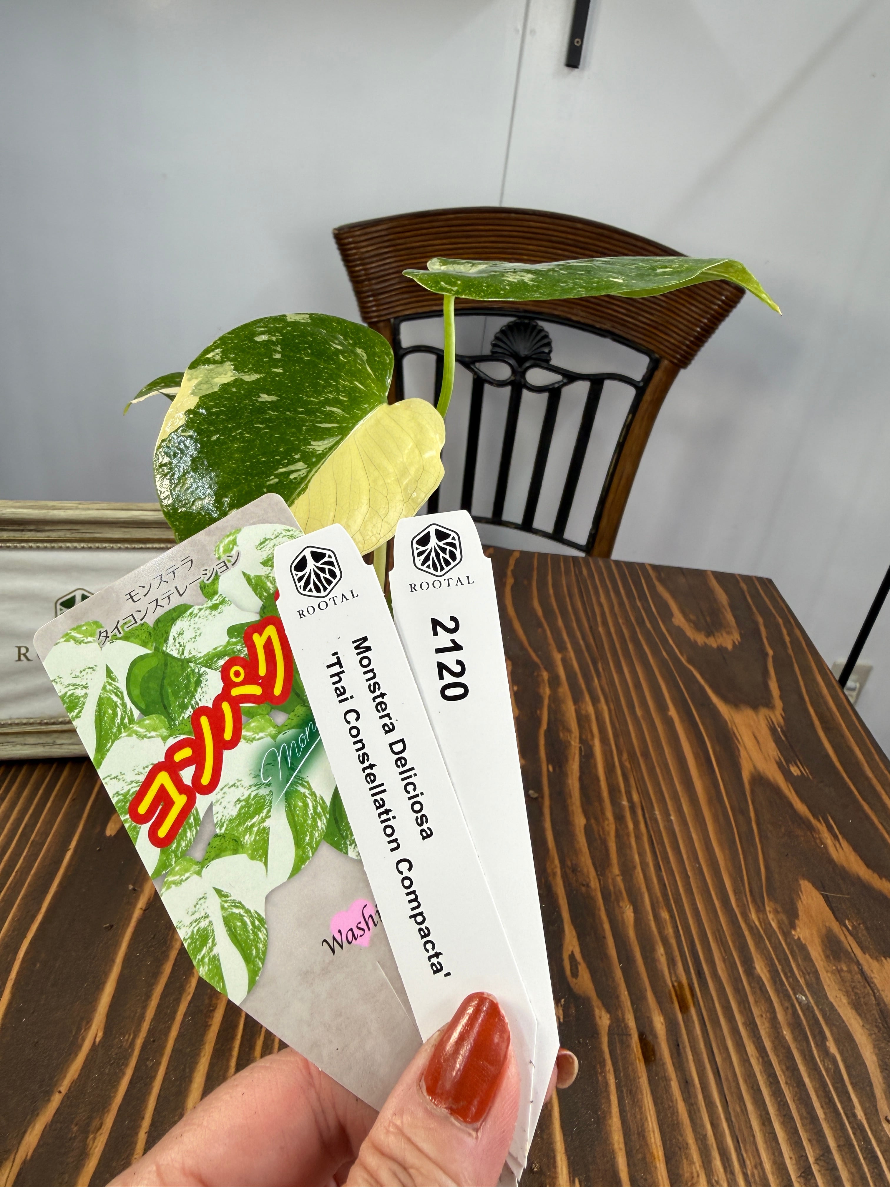 モンステラ | ROOTALPLANTS