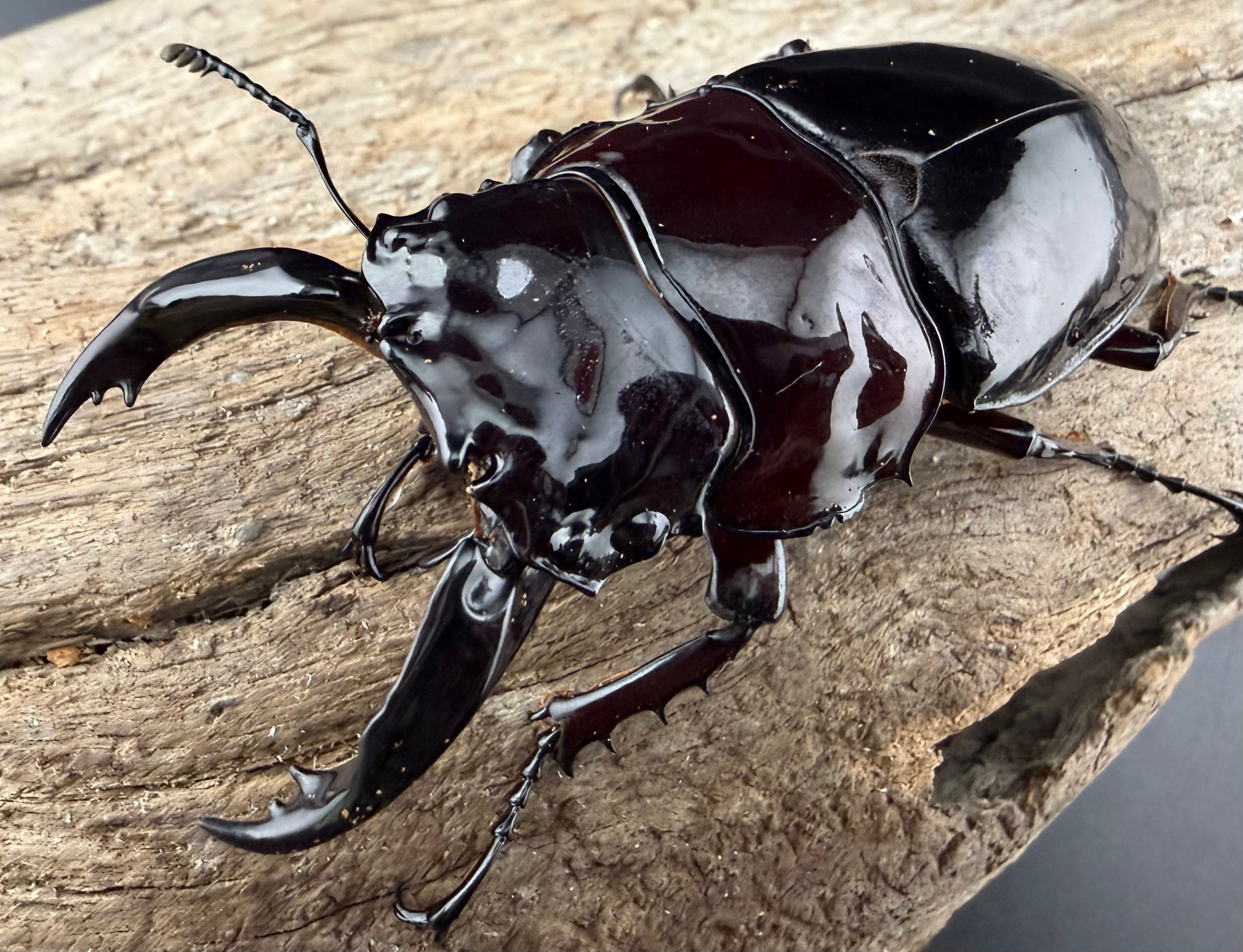 タランドゥスの仲間 | KPW公式オンラインショップ