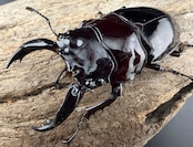 【赤目】《赤レギウスオオツヤクワガタ 70mm ♂単》