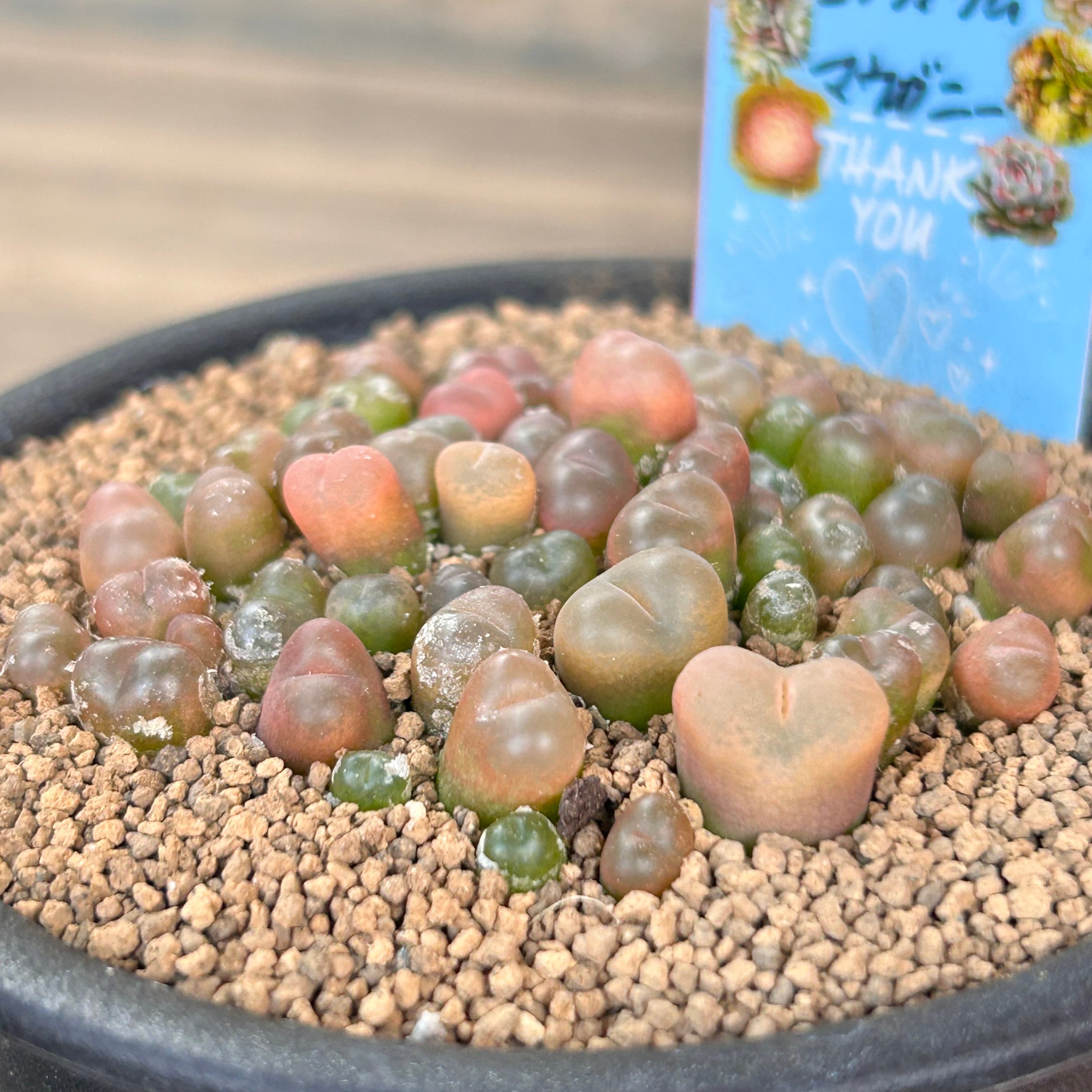 コノフィツム　マウガニー　種子1６種類　10粒ずつセット 多肉植物 コノフィツム マウガニー