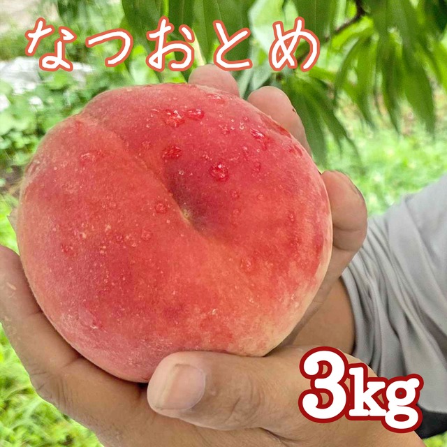 なつおとめ、3キロ 信州からの贈り物 桃 夏乙女 大玉 3キロ 10玉入り