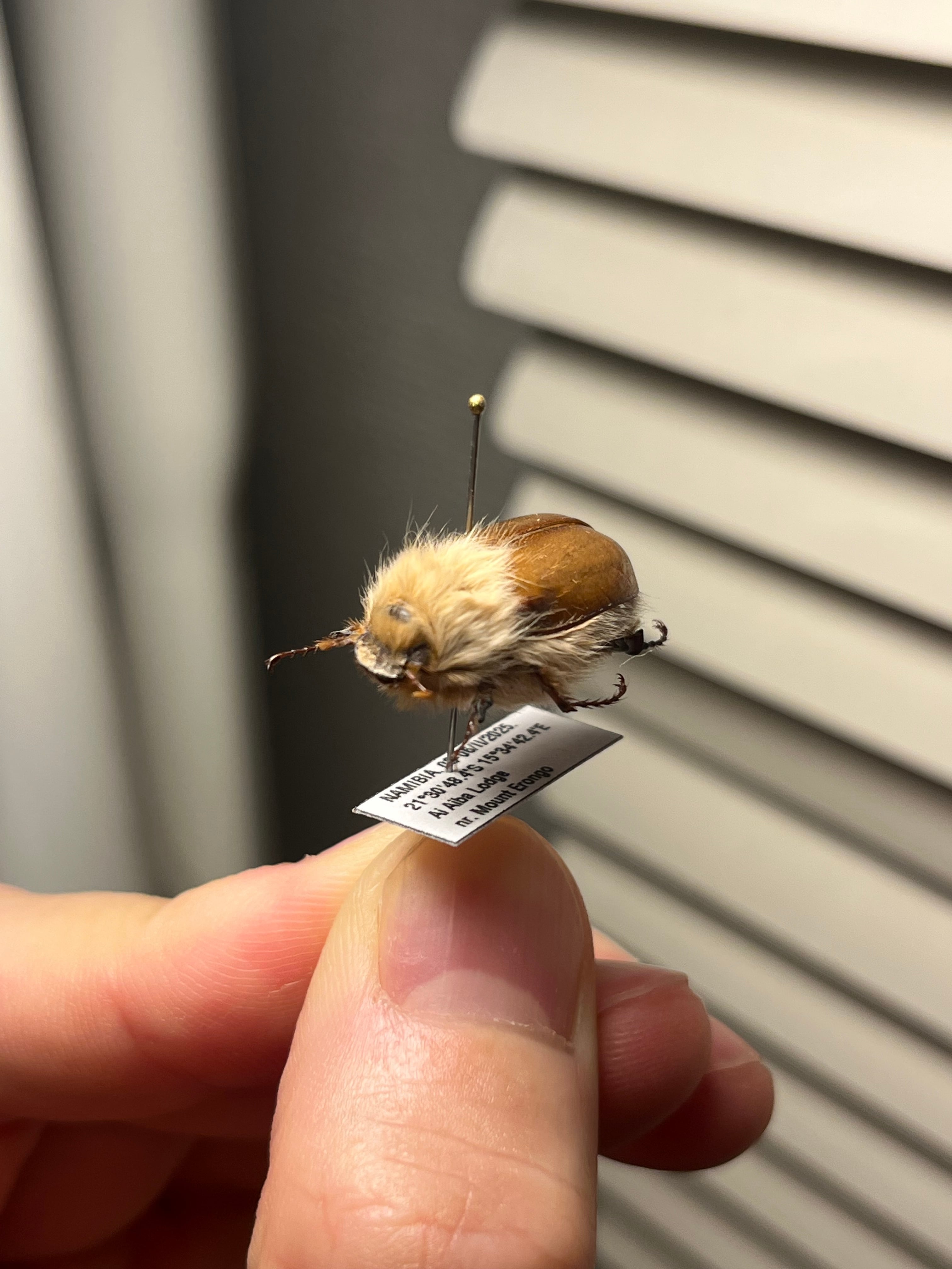 21mm】ライオンコガネコガネムシハナムグリコブハムシプラチナコガネ