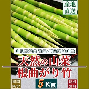 天然山菜 天然根曲がり竹/５Kｇ自然の恵み 限定予約販売 山形県飯豊連峰 送料無料 クール便