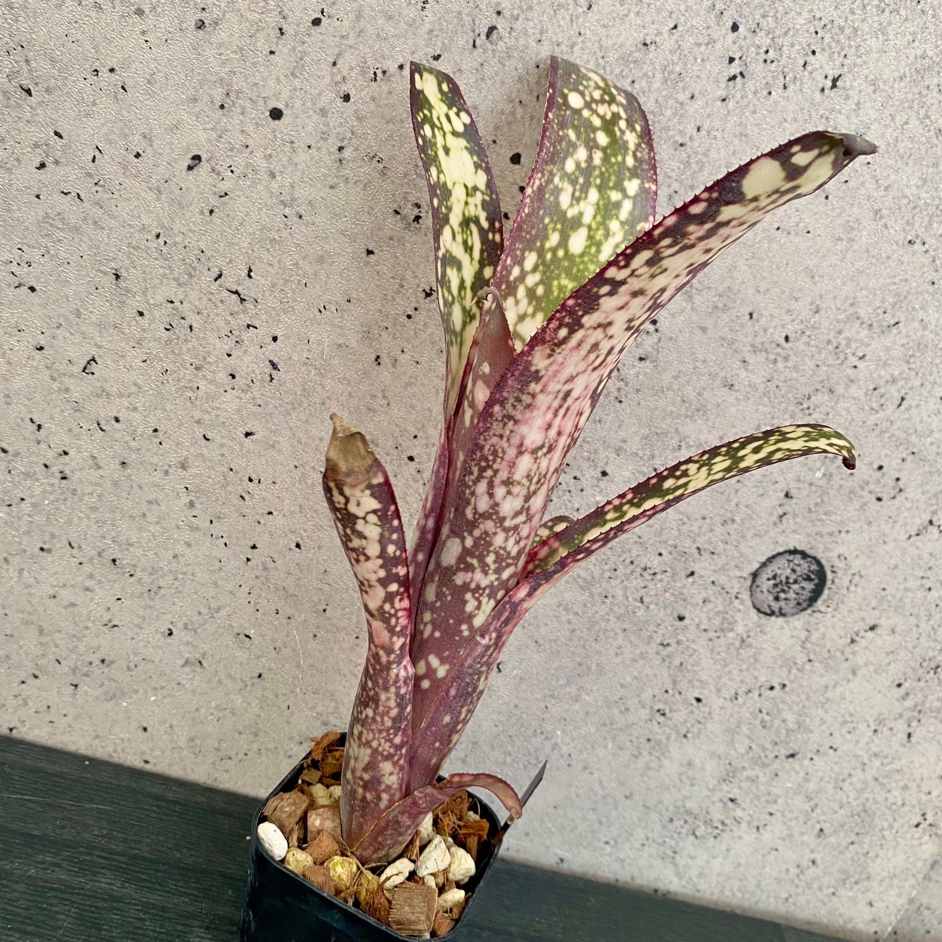 Planet Plants プラネットプランツ