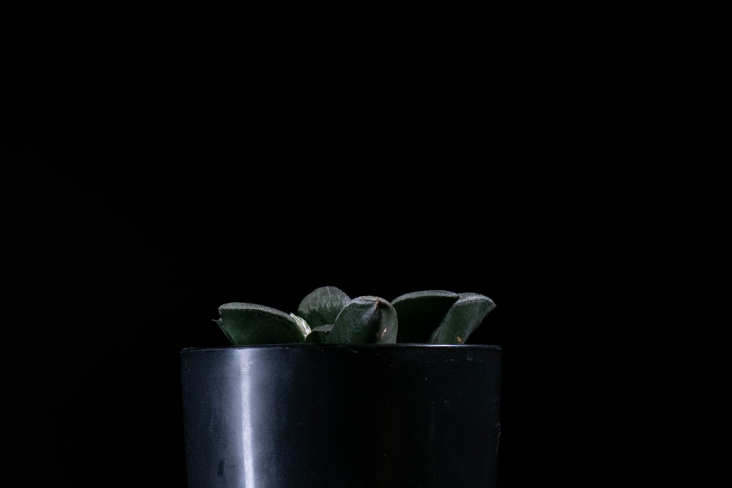 ハオルチア 千の風 | RePlants ハオルチア 千の風 | RePlants