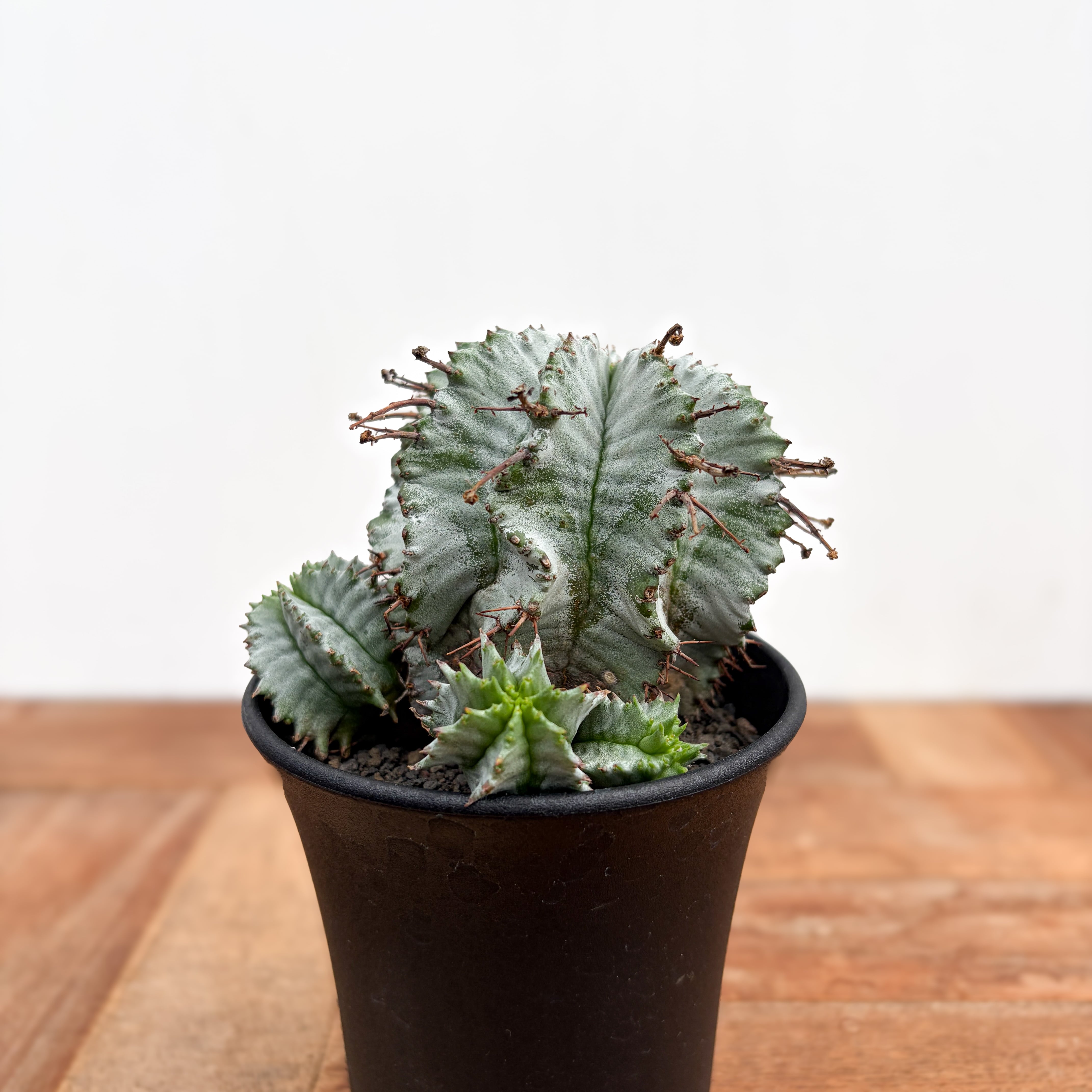 Euphorbia multifolia【ユーフォルビア・ムルチフォリア