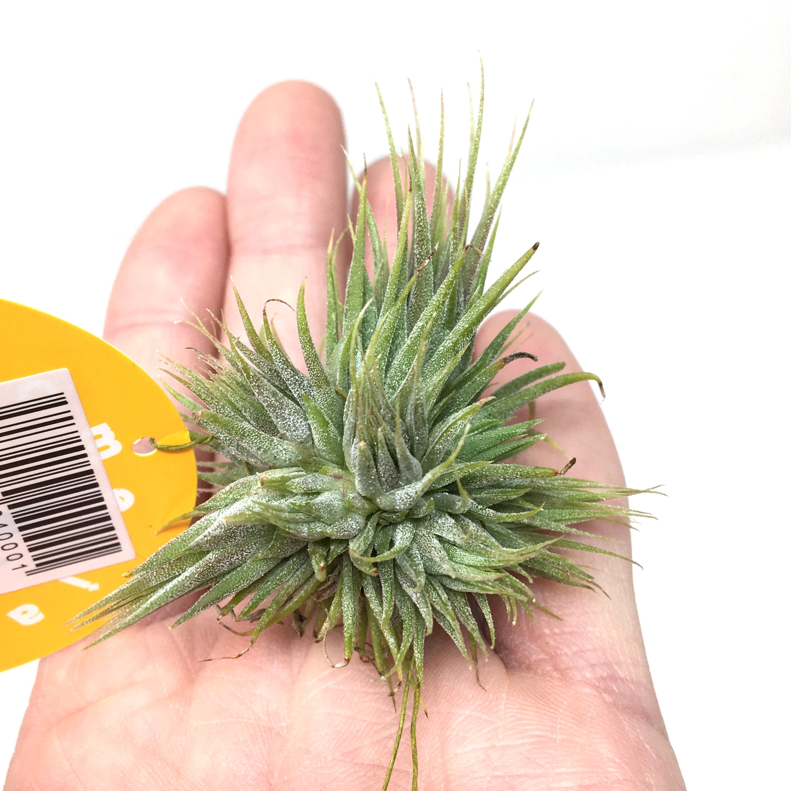 巨大)チランジア ファシクラータ, Mitla 【公式通販】