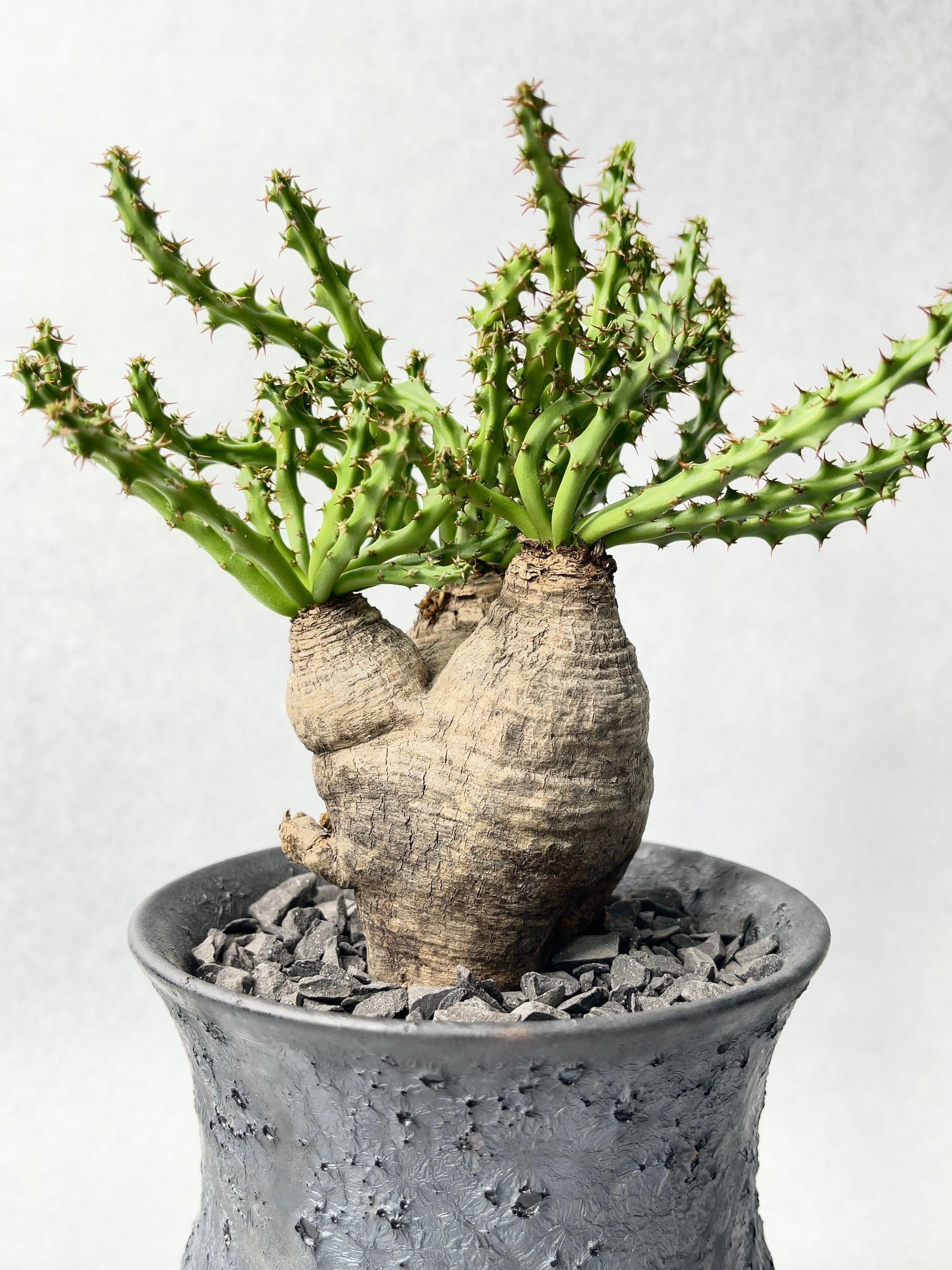 ユーフォルビア　ファンシャウェイ　発根済み ユーフォルビア・ファンシャウェイ | trigger