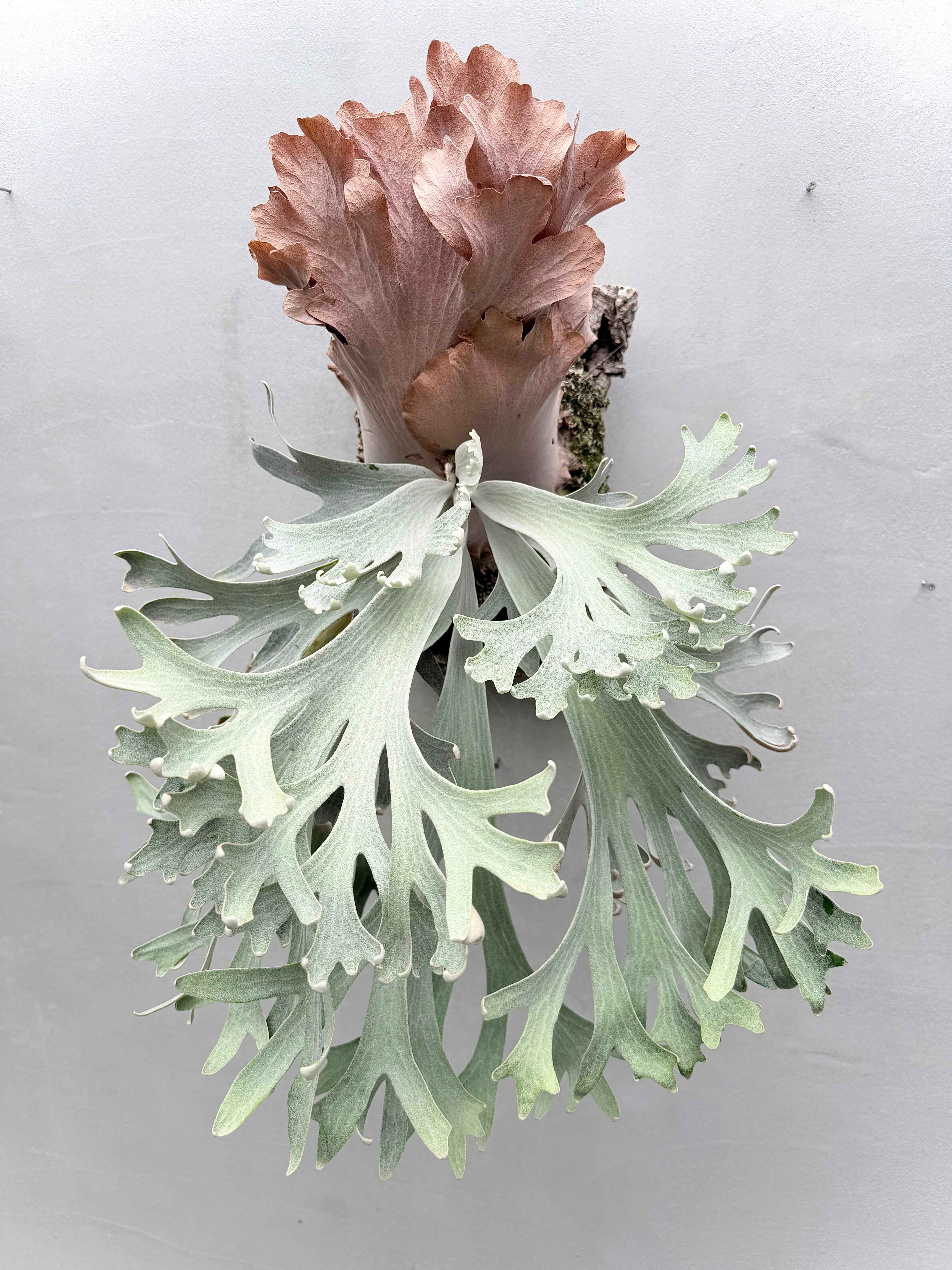 a) P. 'SSS' ビカクシダ | vandaka plants