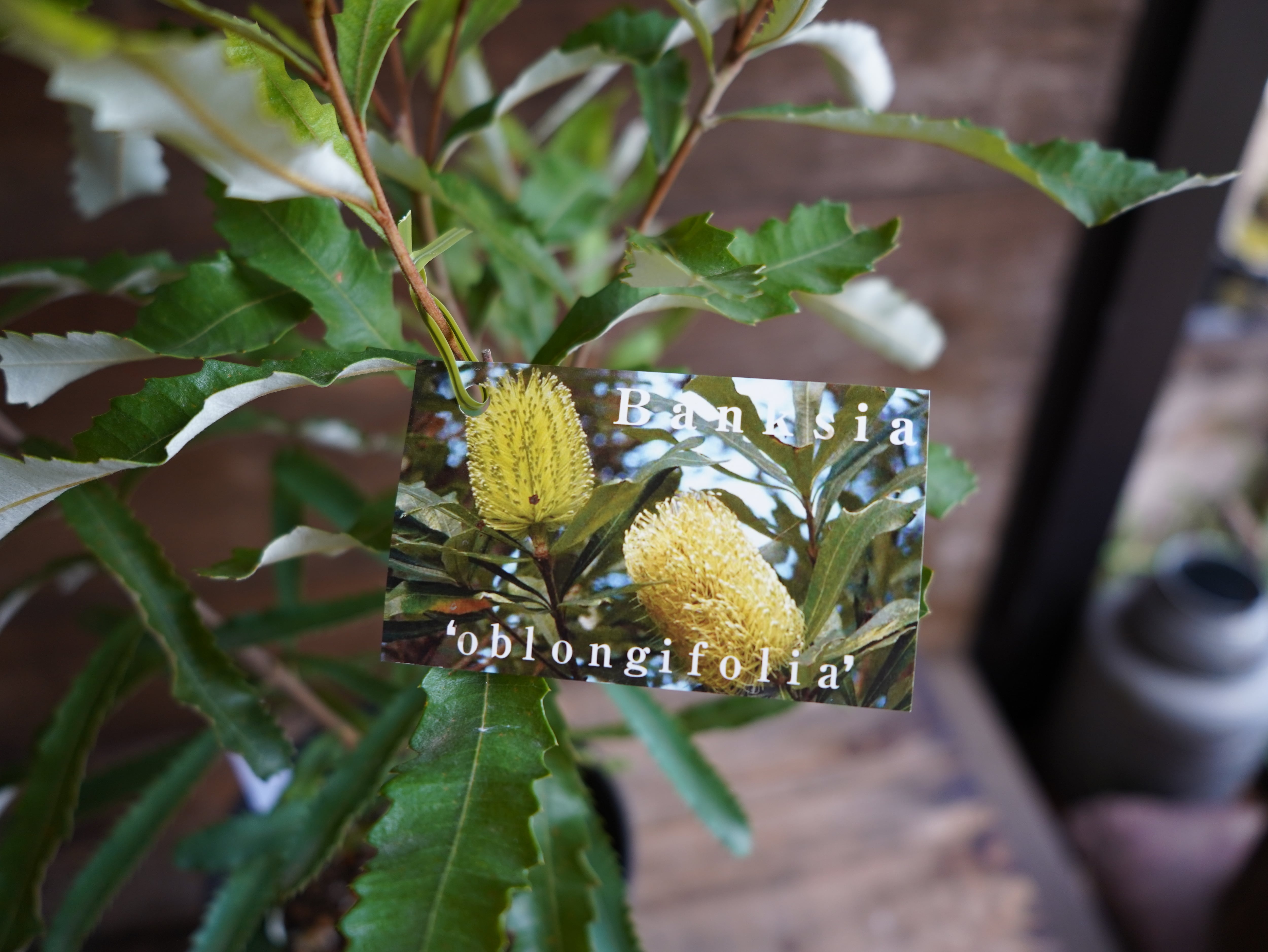 【現物】バンクシア　”オブロンギフォリア”　B