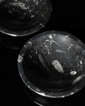 Fossil / Orthoceras Fossil Plate - 12cm