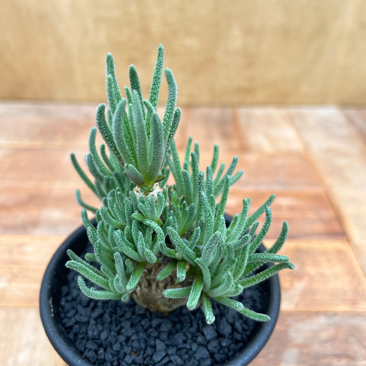 Phyllobolus resurgens【フィロボルス・レスルゲンス】