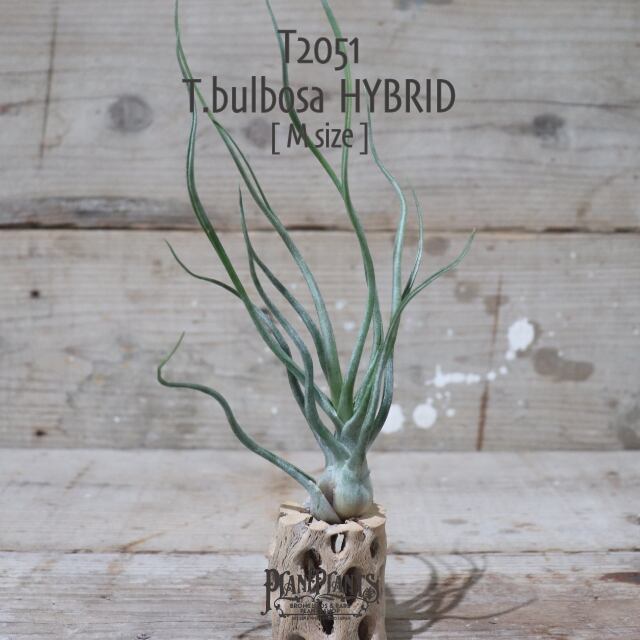 【送料無料】bulbosa HYBRID M〔エアプランツ〕現品発送T2051