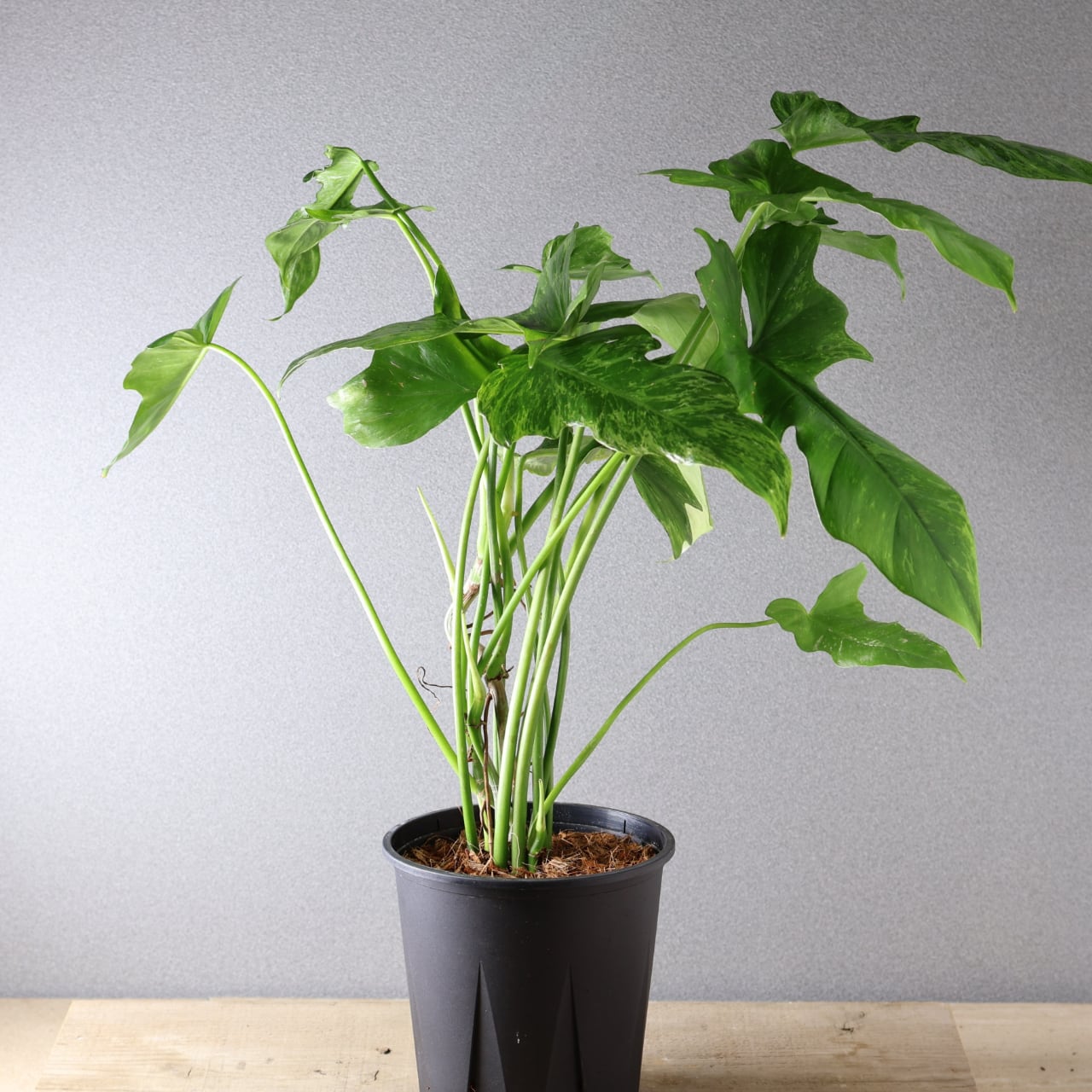 P. Dragon 観葉植物 P.ridley wild ☆dragon⭐︎plants☆ 住所:福岡県北九州市小倉北区魚町