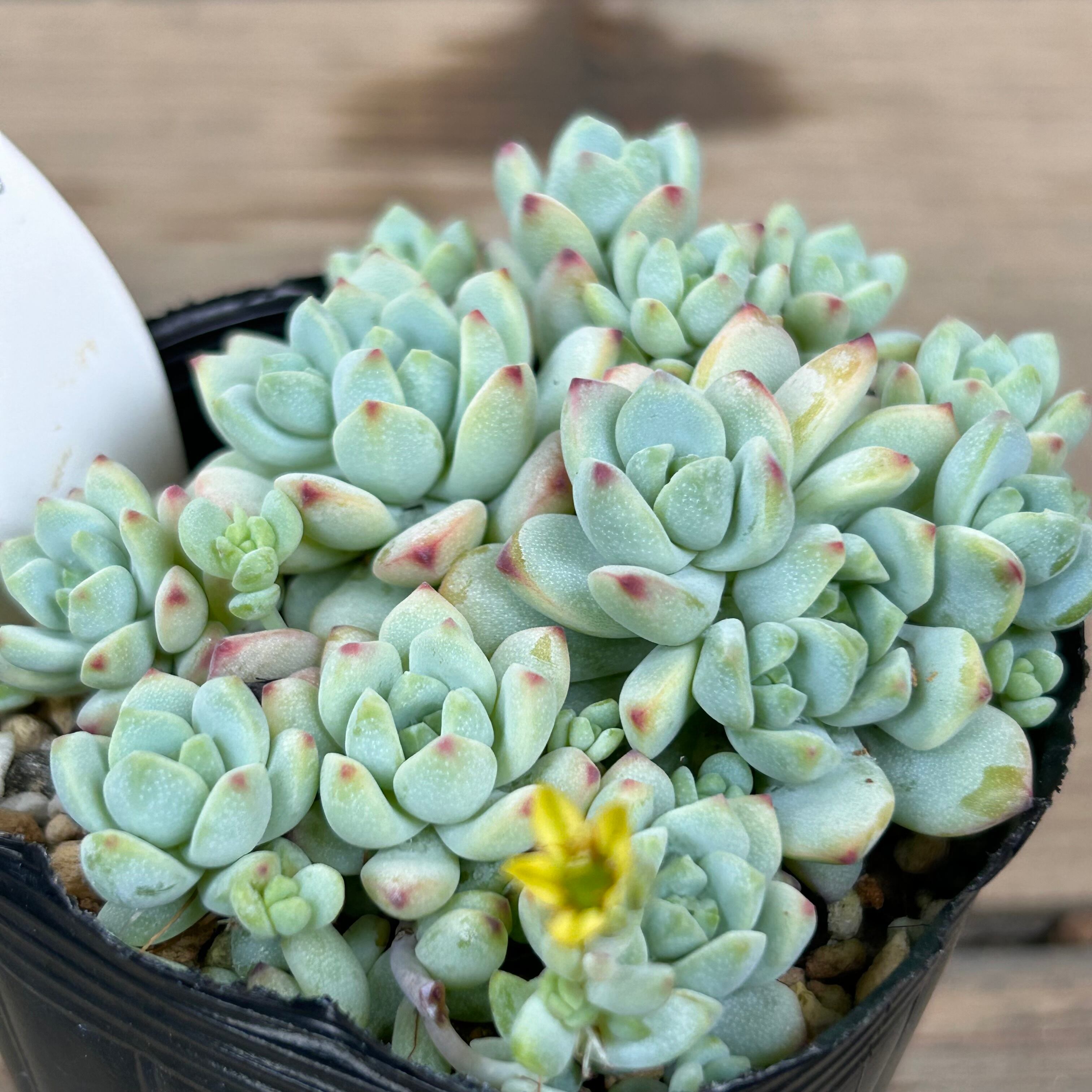 ペレスデラロサエ ピンクエッジ | RuPo 多肉植物専門店