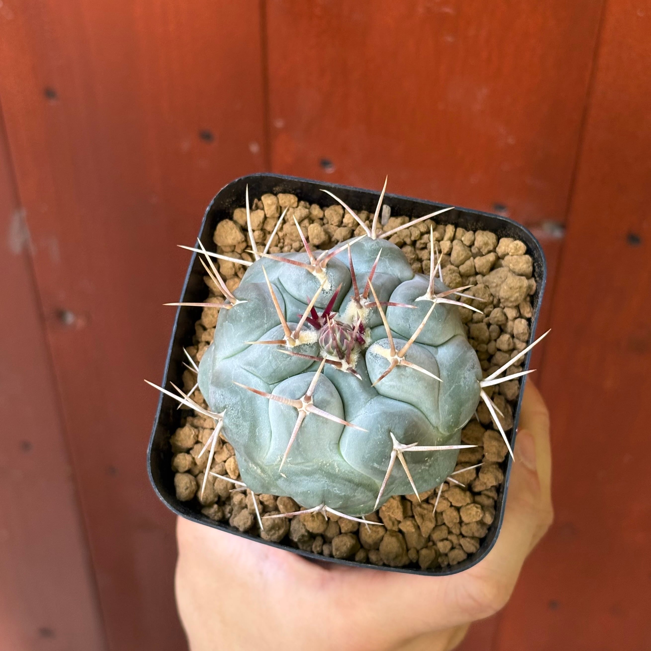 テロカクタス 天晃