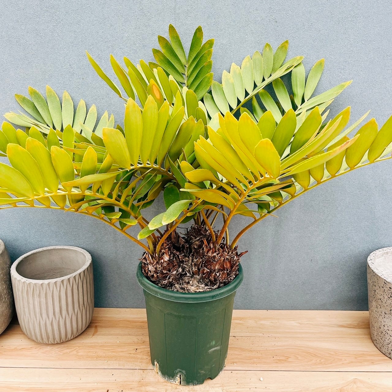 ［現品］3番　キンコウボク　7号　観葉植物　屋外　レア　金厚朴　香水　チャンパカ 現品］3番 キンコウボク 7号 観葉植物 屋外 珍しい 金厚朴 香水 花